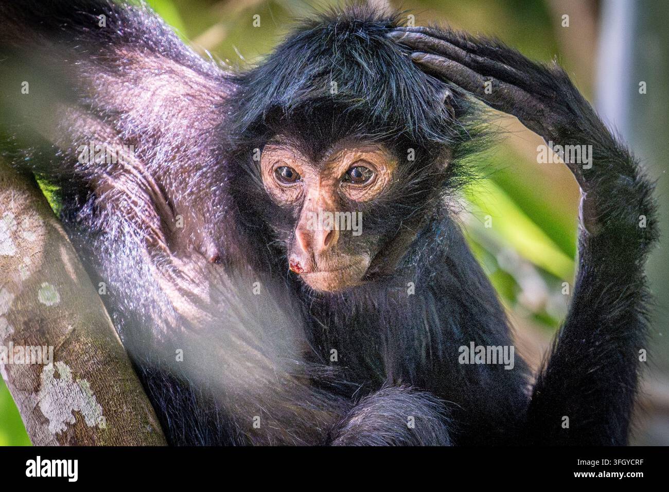 Nahaufnahmeporträt eines jungen schwarzen Spinnenaffen im üppigen Tambopata-Nationalreservat in Peru, der expressive Augen und zarte Gesichtszüge inmitten von Grün zeigt Stockfoto