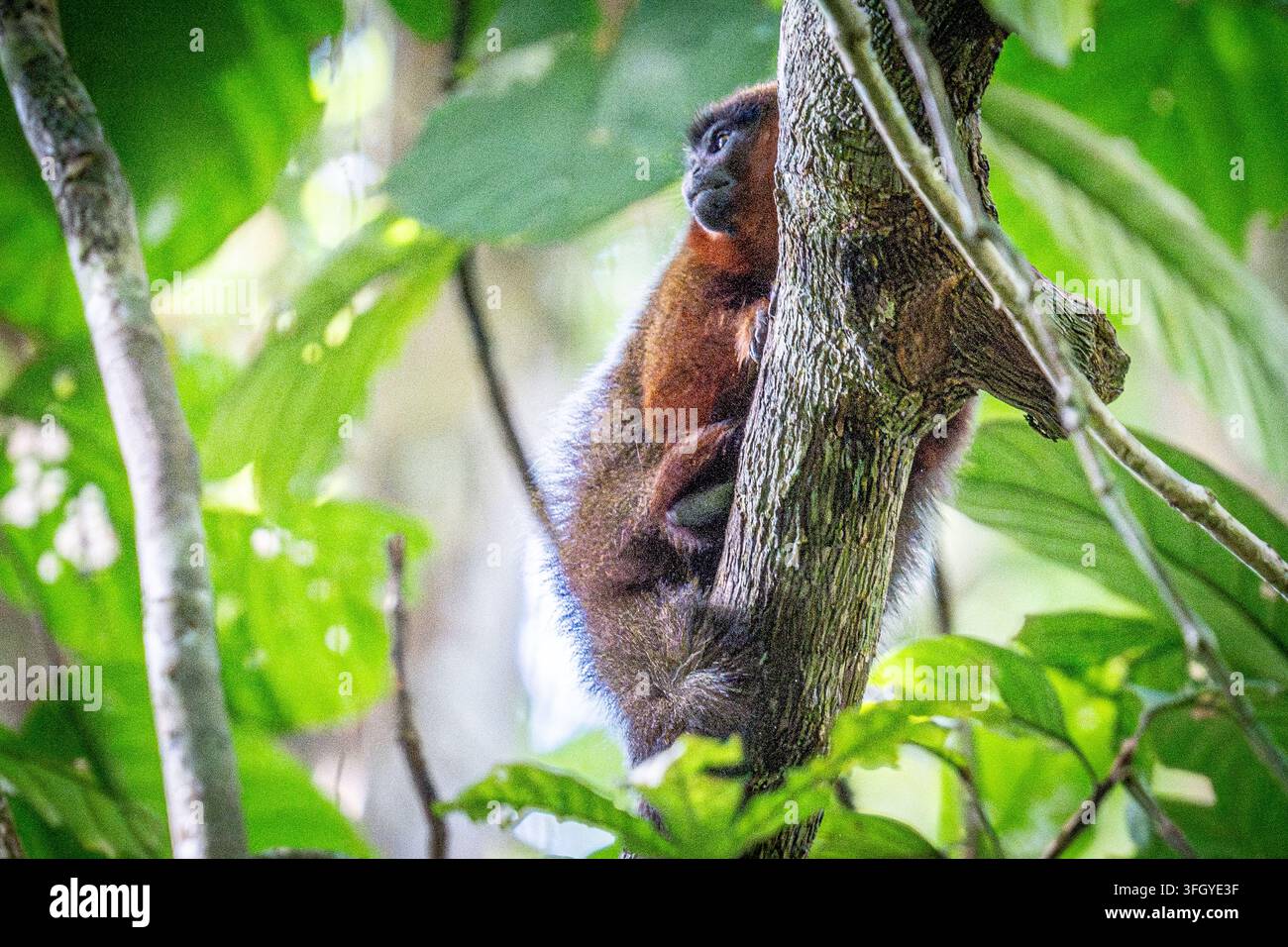 Ein rötlich-brauner Tamarindäffchen klammert sich an einen Baumstamm im üppigen Kronendach des Tambopata-Nationalreservats und blickt in den Wald. Natürliches Licht hebt hervor Stockfoto