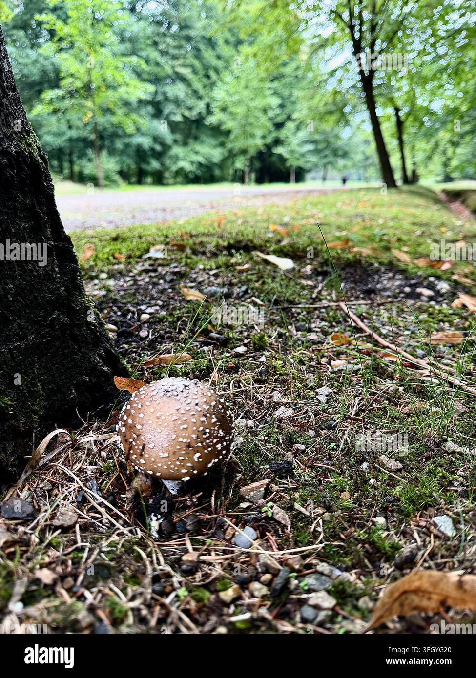 Ein junger Amanita-Pilz mit weißen Schleierwarzen auf einer braunen Kappe am Fuße eines Baumes in einem Wald in Lány, Tschechien Stockfoto