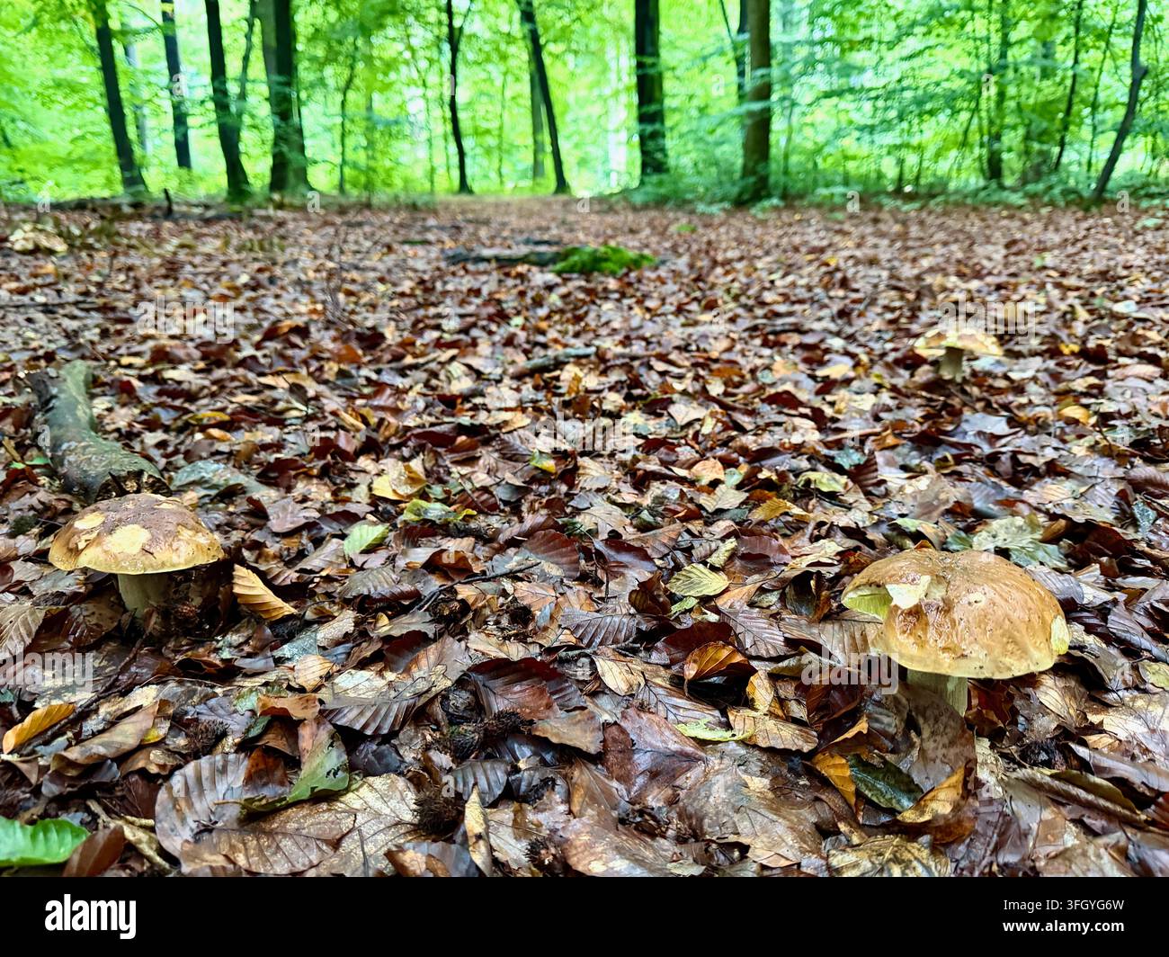 Zwei Bolets mit glänzenden hellbraunen Hüten zwischen gefallenen Blättern in einem Buchenwald in Lány, Tschechien Stockfoto