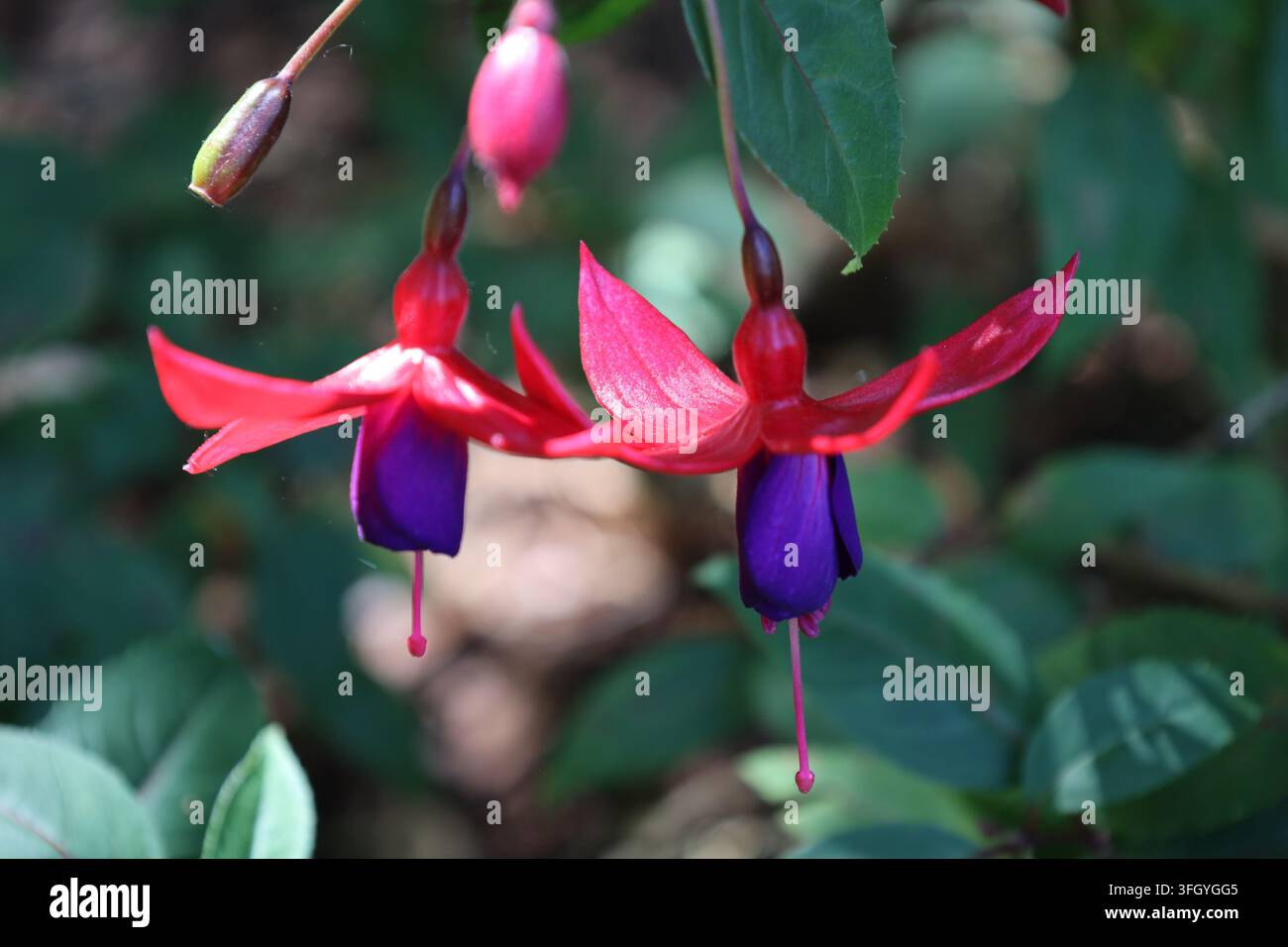 Fuchsiablüten, auffällige Blumen mit roten Kelchblättern, lebhaft violett-purpurne Kronblätter (Fuchsia-magellanica) (Makro, Nahaufnahme, Sonnenschein) Stockfoto