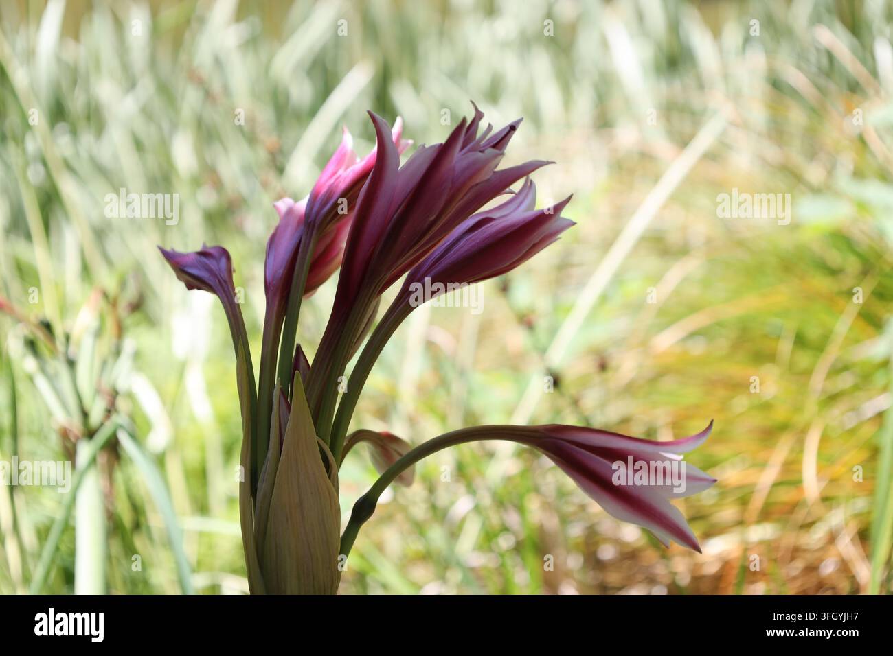 Orange River Lily Blüten, langstielige Büschel, lilienähnliche Blüten, weiß, rosa, dunkler-rosa, rote Streifen (Crinum-bulbispermum) (Makro, Nahaufnahme, ex Stockfoto
