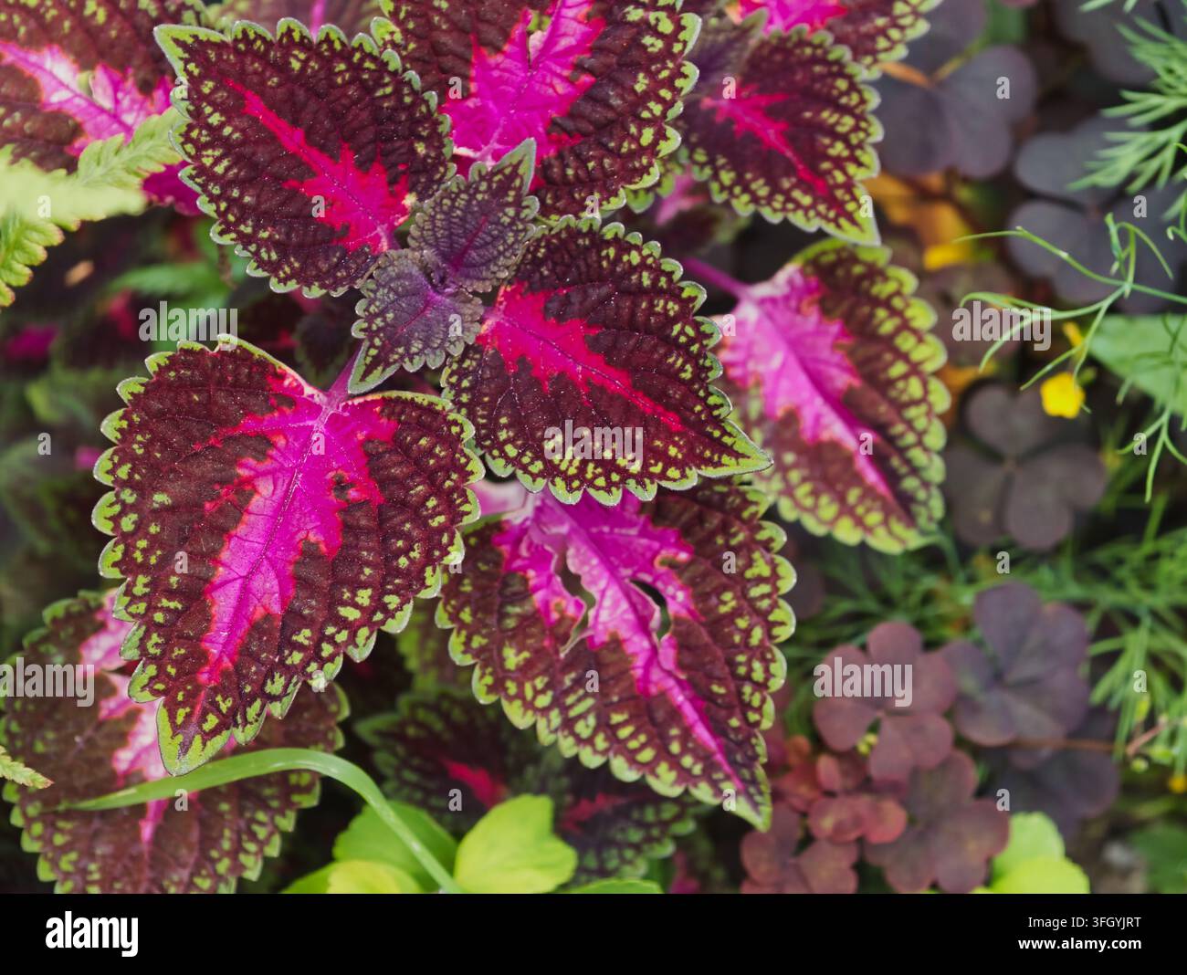 Coleus (Coleus scutellarioides), oder Ziernester, bekannt für seine lebendigen, samtigen Blätter mit einem kontrastierenden rosa Mittelteil und einer grünen, gezackten Form Stockfoto