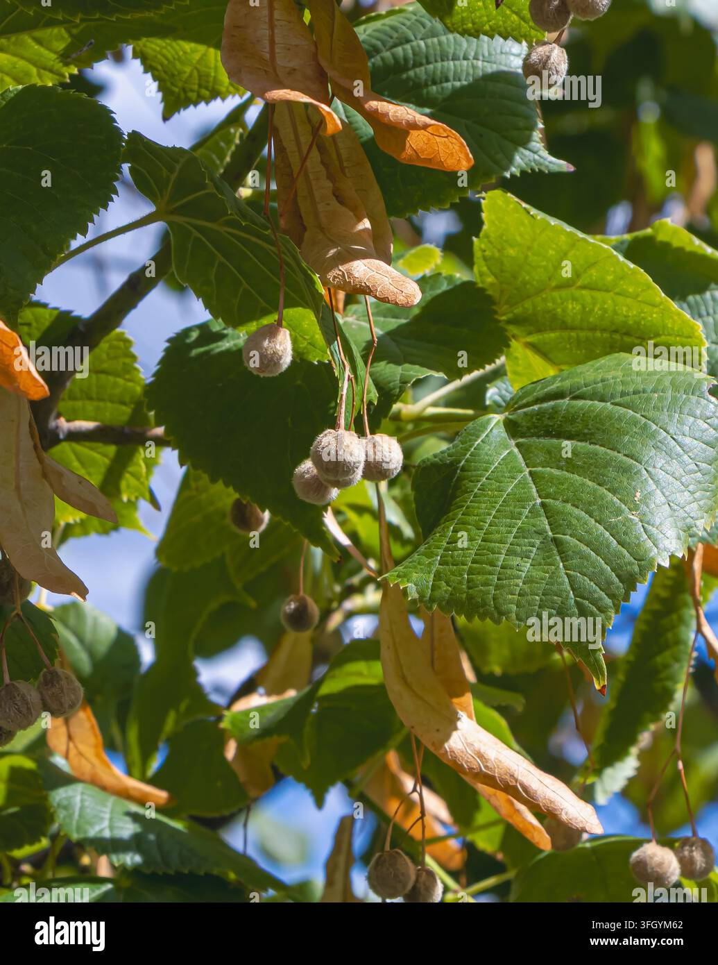 Nahaufnahme von Lindenblütenständen, die unter papierartigen Hochblättern zwischen breiten grünen Blättern hängen, beleuchtet von warmem Sonnenlicht in einem belaubten Sommerdach. Stockfoto