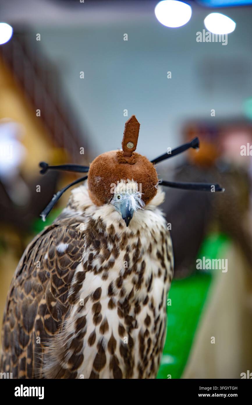Ansicht eines Falken mit einer traditionellen Lederhaube, die für die Falknerei in Doha, Doha Municipality, Katar verwendet wird. Stockfoto