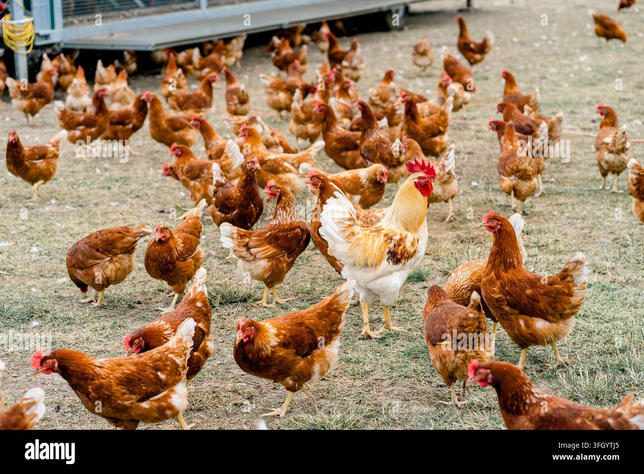 Braune Hühner und ein Hahn laufen über einen grasbewachsenen Bauernhof. Konzept von Freilandhaltung, Geflügelzucht, Tierhaltung und Landleben und Farmarbeit Stockfoto