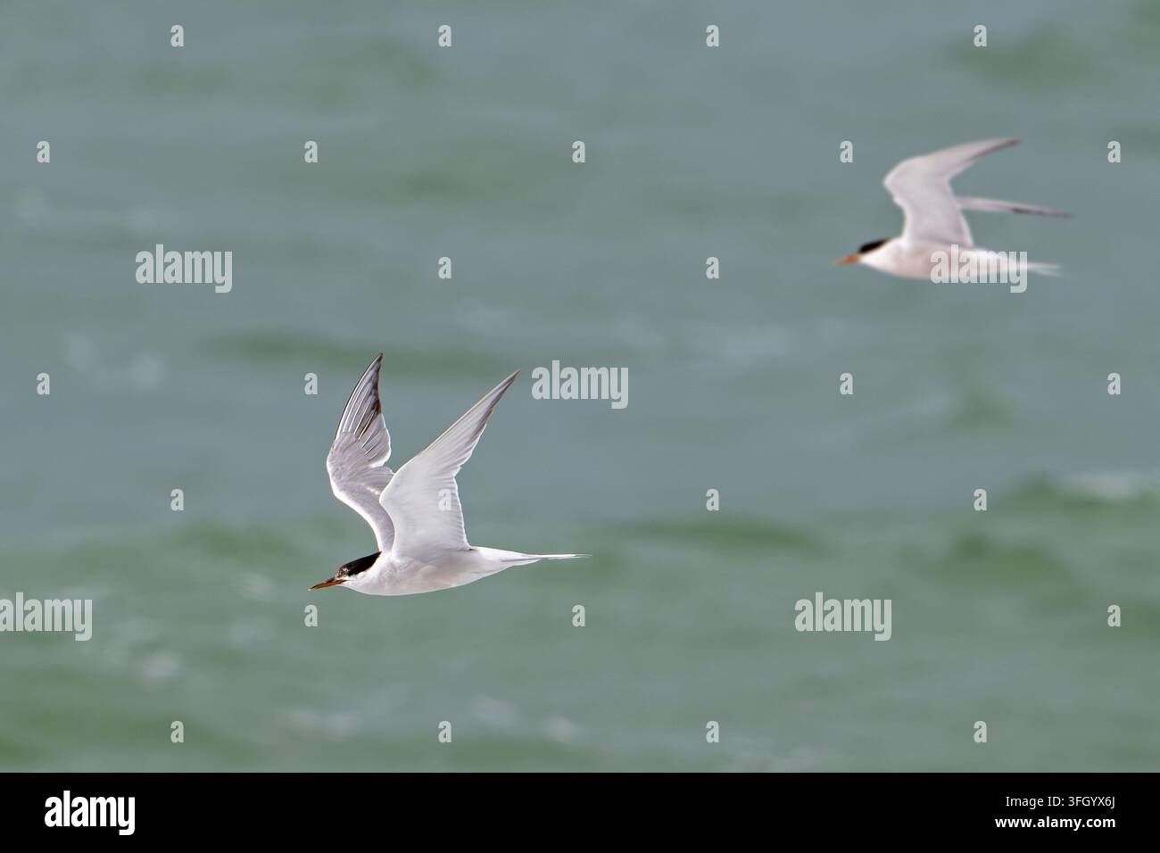 Zwei wandernde Sturmschwalben (Sterna hirundo) fliegen im frühen Herbst über das Wasser entlang der Nordseeküste Stockfoto