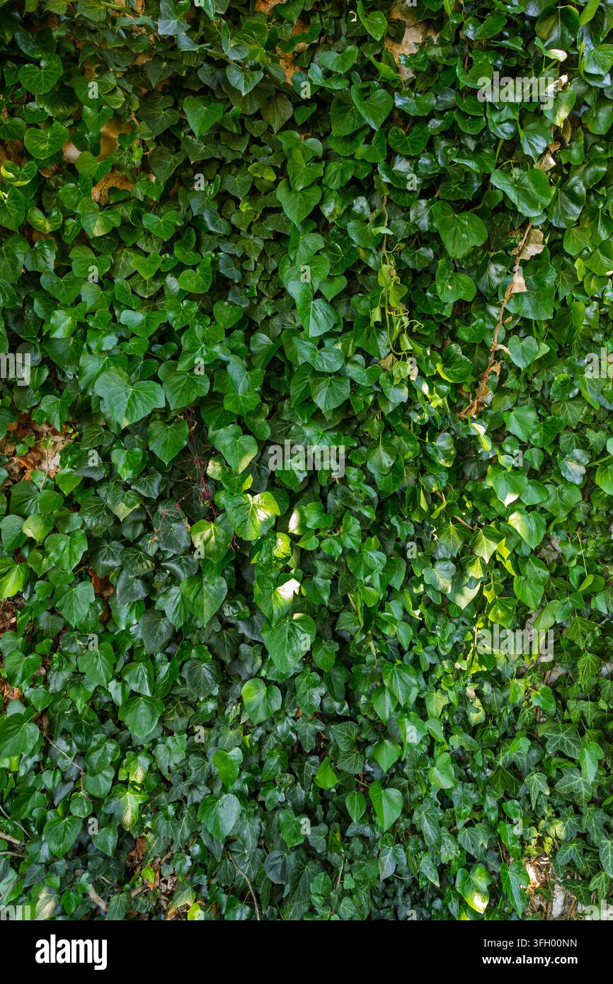 Dichtes grünes Efeu bedeckt eine vertikale Oberfläche, mit glänzenden herzförmigen Blättern und verworrenen Kletterranken, die eine reiche, natürliche texturierte Rückseite bilden Stockfoto
