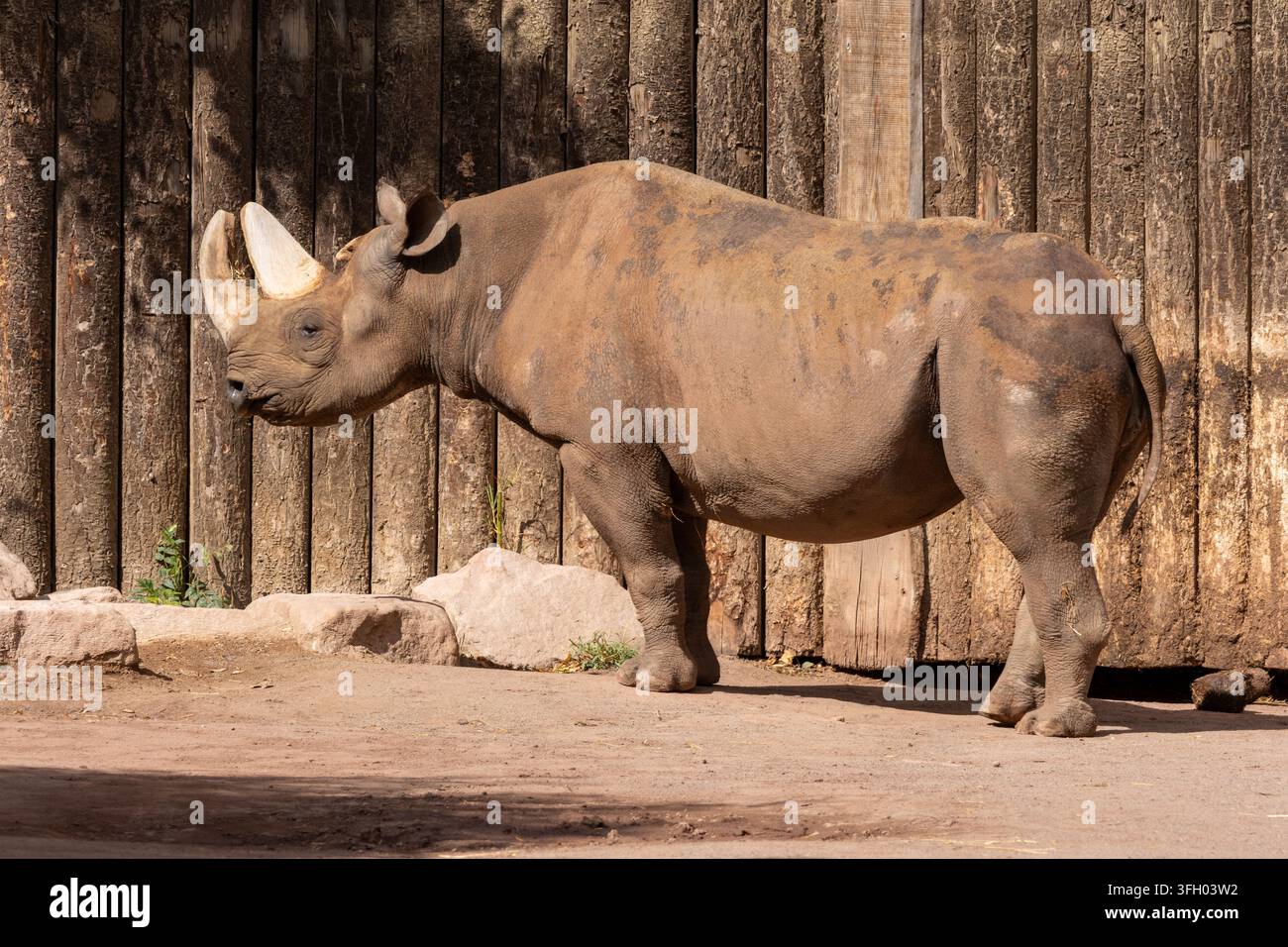 Schwarzes Nashorn (Diceros bicornis) im Profil in einem Zoo-Gehege stehend Stockfoto