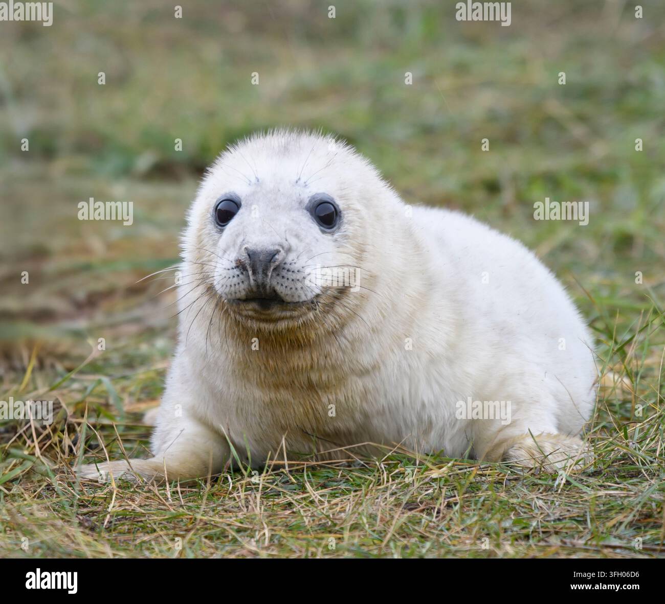 Graues Robbenjunges, Halichoerus grypus, kürzlich in einem grasbewachsenen Bereich oberhalb der Hochwasserlinie geboren. Stockfoto