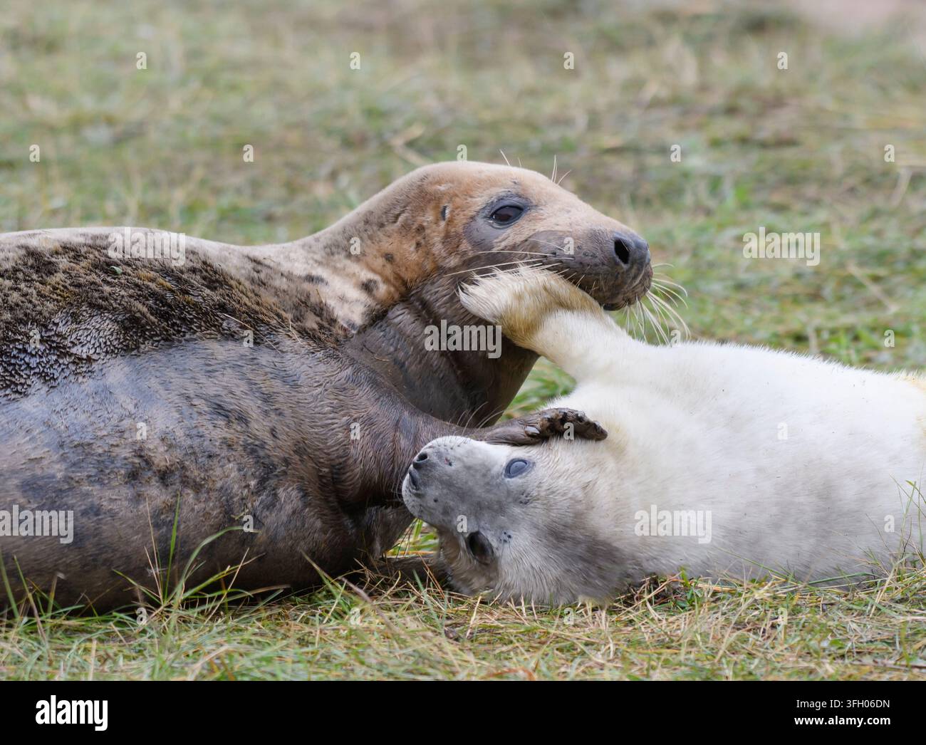 Grauer Robben, Halichoerus grypus, Mutter, die mit einem kürzlich geborenen Jungtier interagiert, das auf einer grasbewachsenen Fläche oberhalb der Hochwasserlinie liegt. Stockfoto
