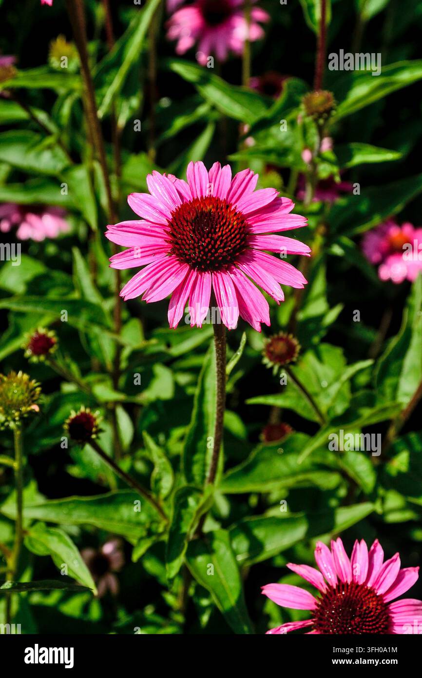 Eine glänzende Echinacea-Blüte (Purpur-Sonnenhut) im hellen Sonnenschein nach dem Regen mit ihrem Laub im Hintergrund. Stockfoto
