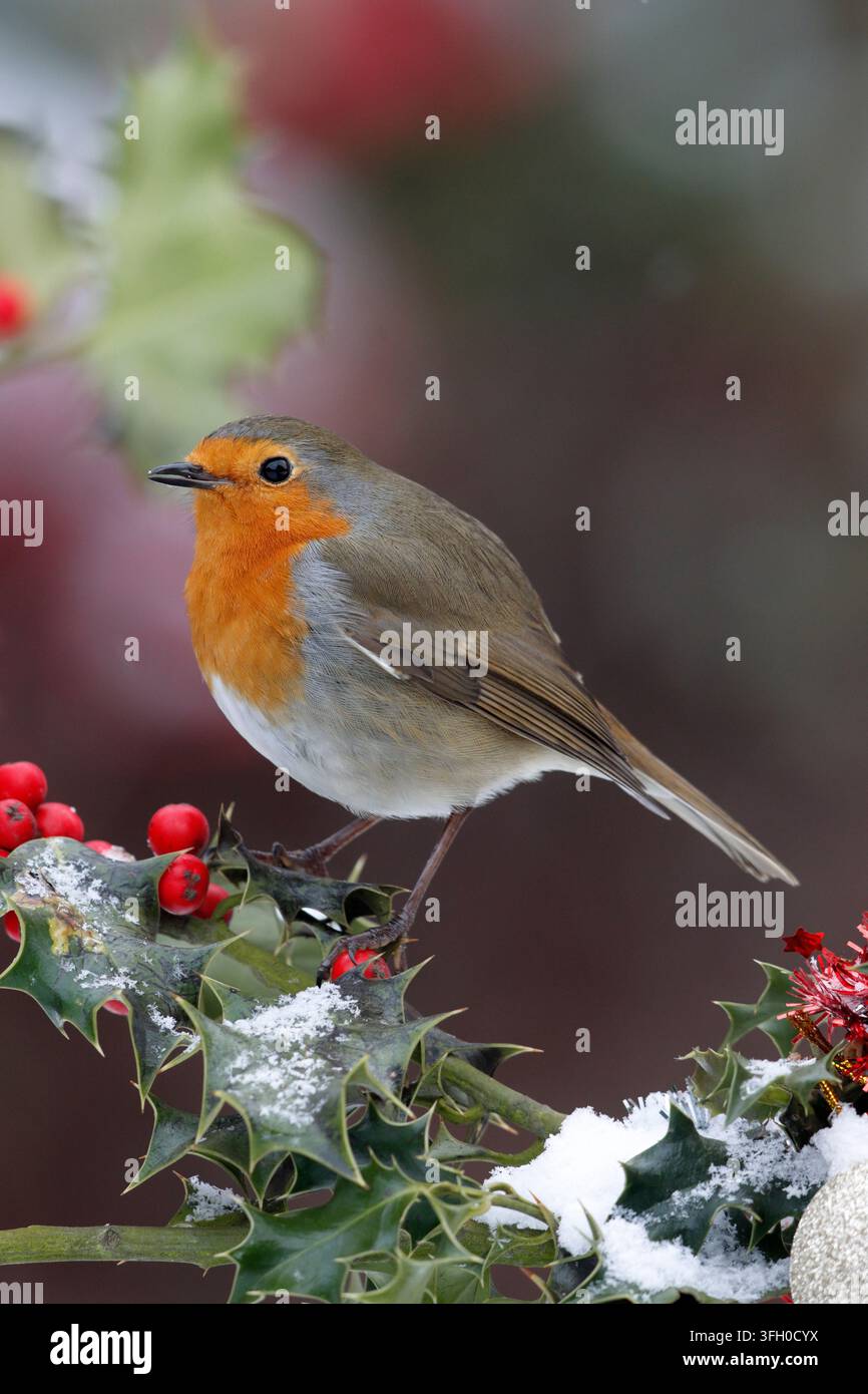 Europäischer Rotkehlchen, Erithacus rubecula, der Nationalvogel des Vereinigten Königreichs, ein beliebtes und geschätztes Motiv für Weihnachtskarten mit Stechpalme und Schnee, Lametta Stockfoto