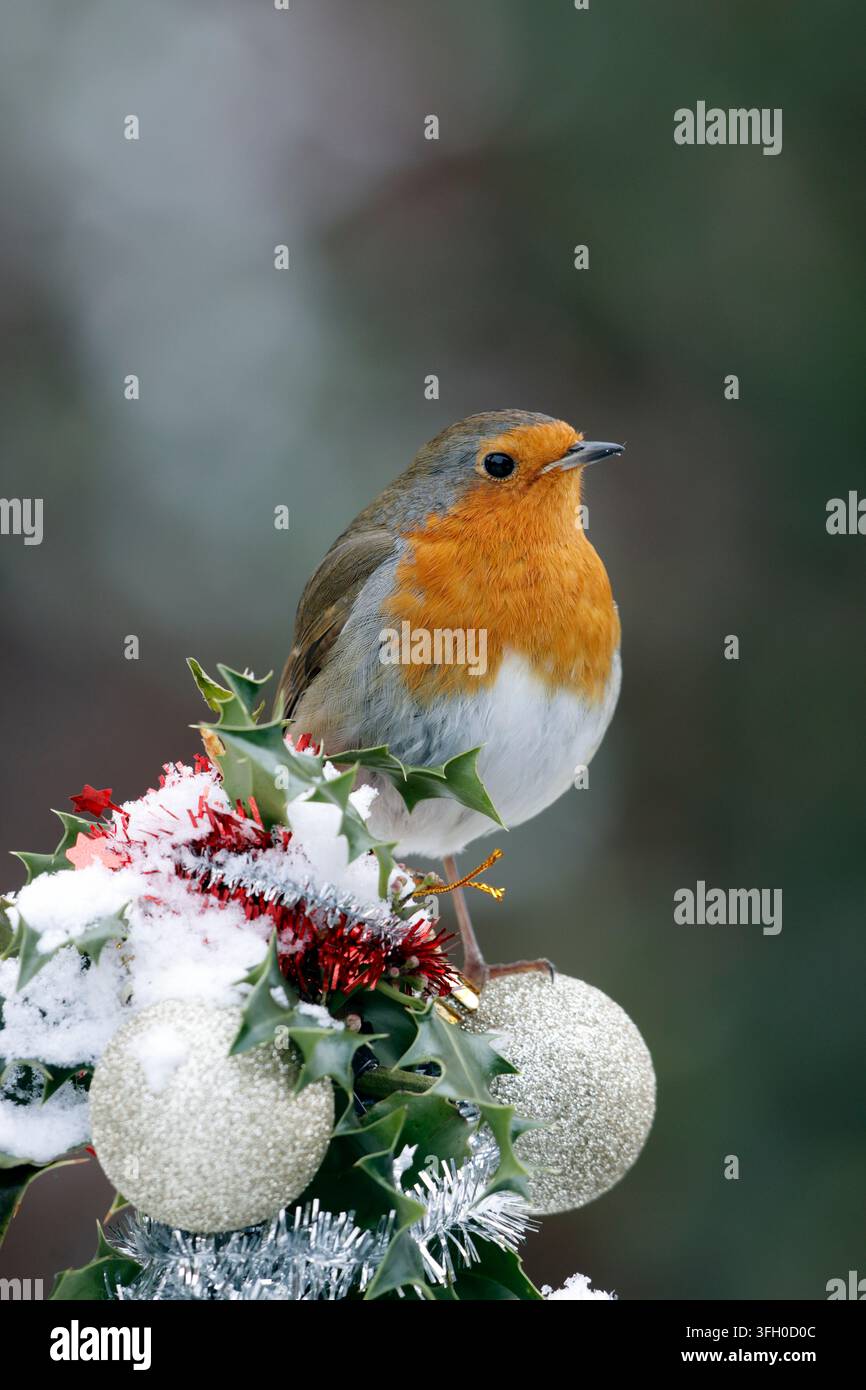 Europäischer Rotkehlchen, Erithacus rubecula, der Nationalvogel des Vereinigten Königreichs, ein beliebtes und geschätztes Motiv für Weihnachtskarten mit Stechpalme und Schnee, Lametta Stockfoto