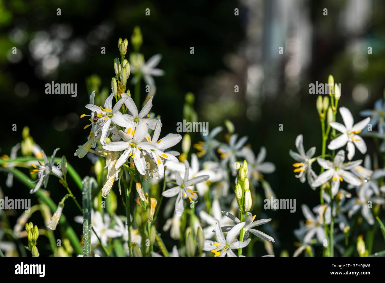 Anthericum liliago, St. Bernhard-Lilie, mit schmalen, grasartigen Blättern und Büscheln zarter weißer sternförmiger Blüten mit goldgelben Staubblättern. Stockfoto