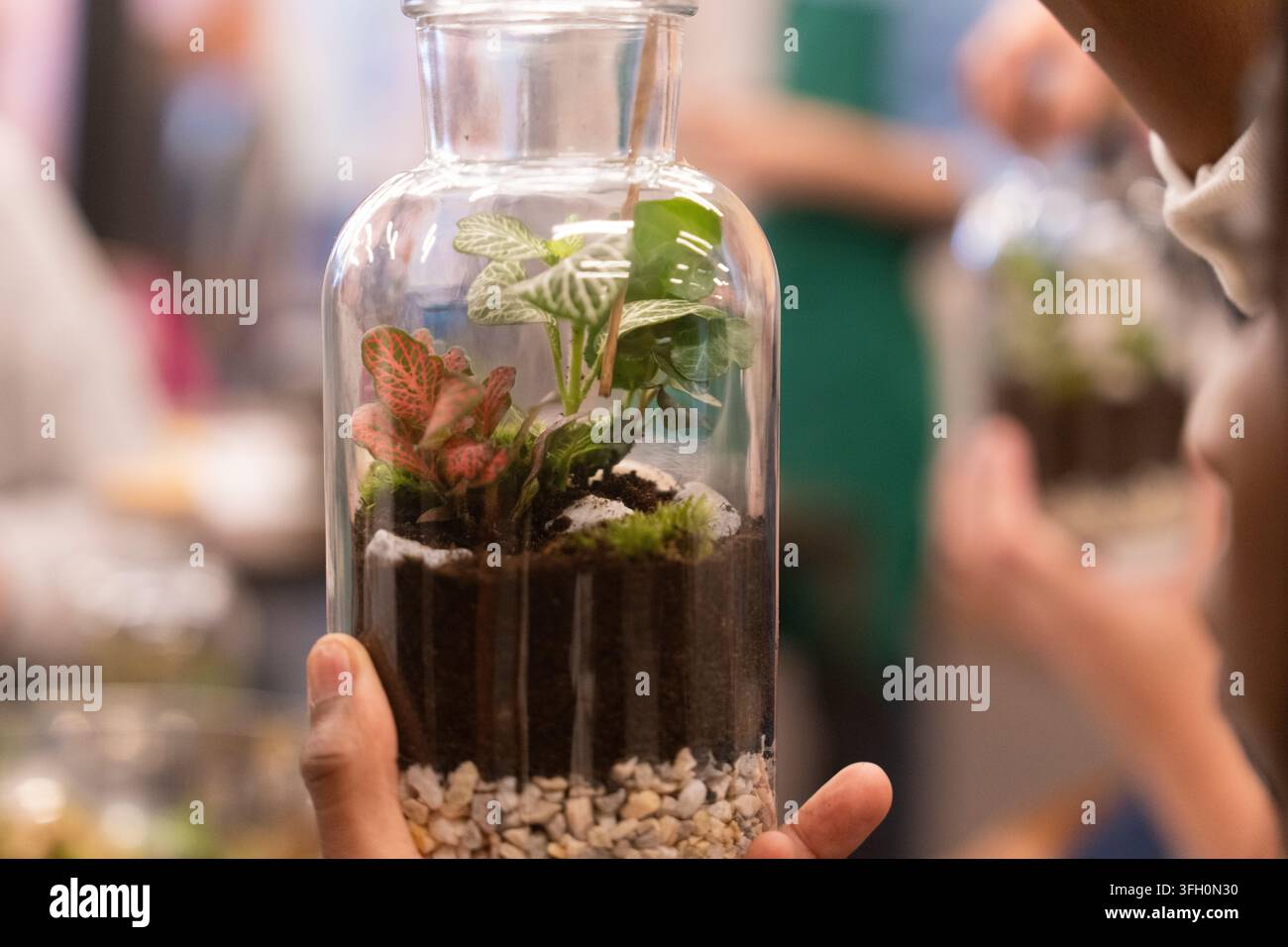 Eine Person baut ein Miniatur-Pflanzen-Terrarium in einer Glasflasche in einer Indoor-Werkstatt als kreatives Hobby Stockfoto