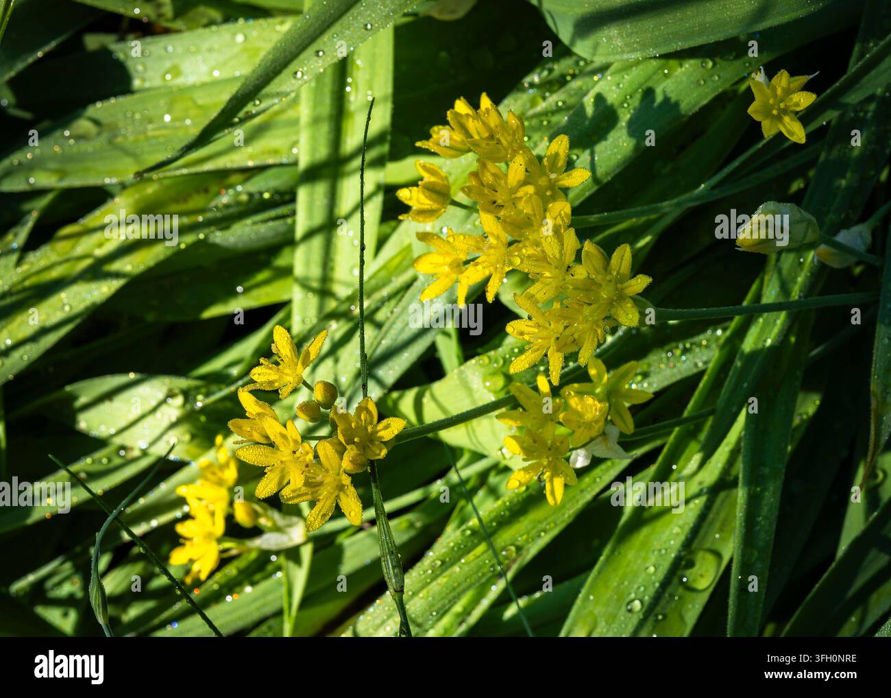 Allium moly ‚Jeannine‘, goldener Knoblauch, eine zwiebelige Staude, die Dolde mit leuchtend gelben sternförmigen Blüten über schmalem grünem Laub bildet. Stockfoto