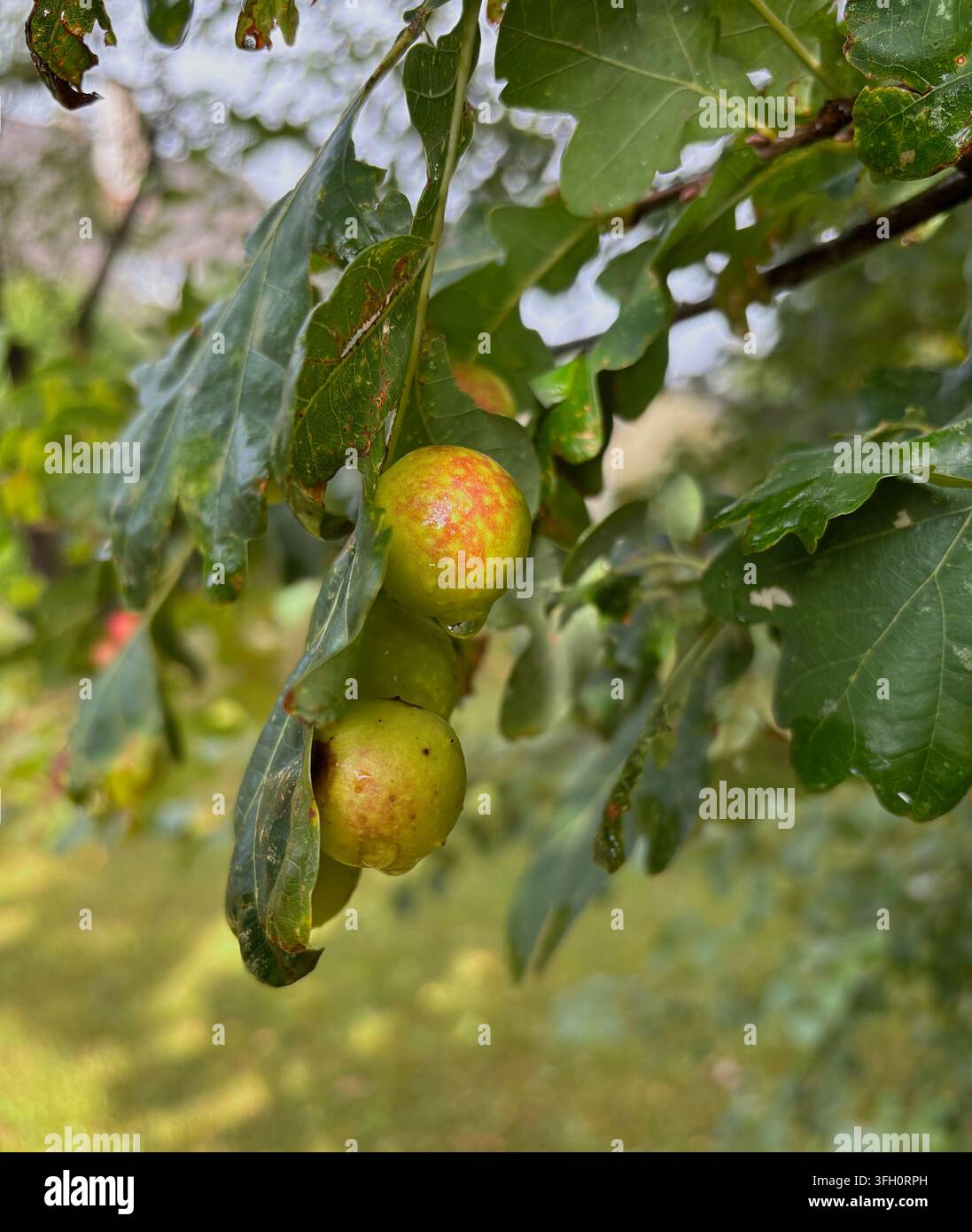 Grüne runde Wachstumsstellen auf einem Eichenast mit nassen Blättern nach dem Regen. Stockfoto