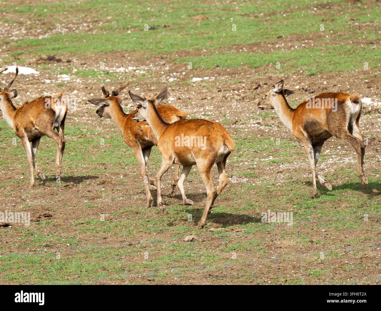 Herd roter Hirsche (Cervus elaphus) mit Hirschen, Hinden und Jungtieren im Parc Polaire, Chaux-Neuve, Frankreich Stockfoto