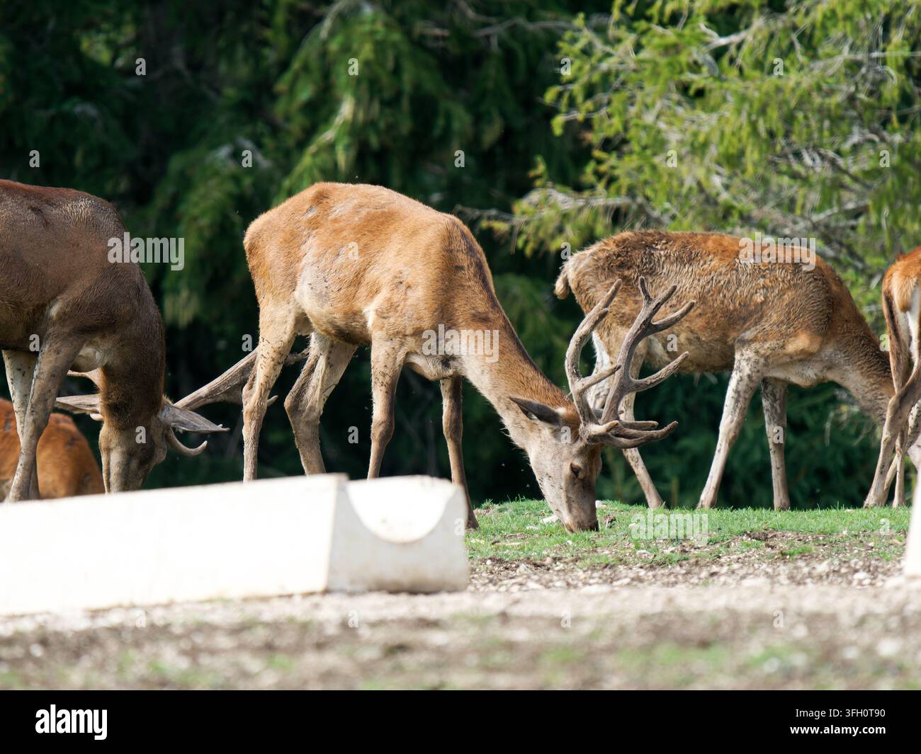 Herd roter Hirsche (Cervus elaphus) mit Hirschen, Hinden und Jungtieren im Parc Polaire, Chaux-Neuve, Frankreich Stockfoto