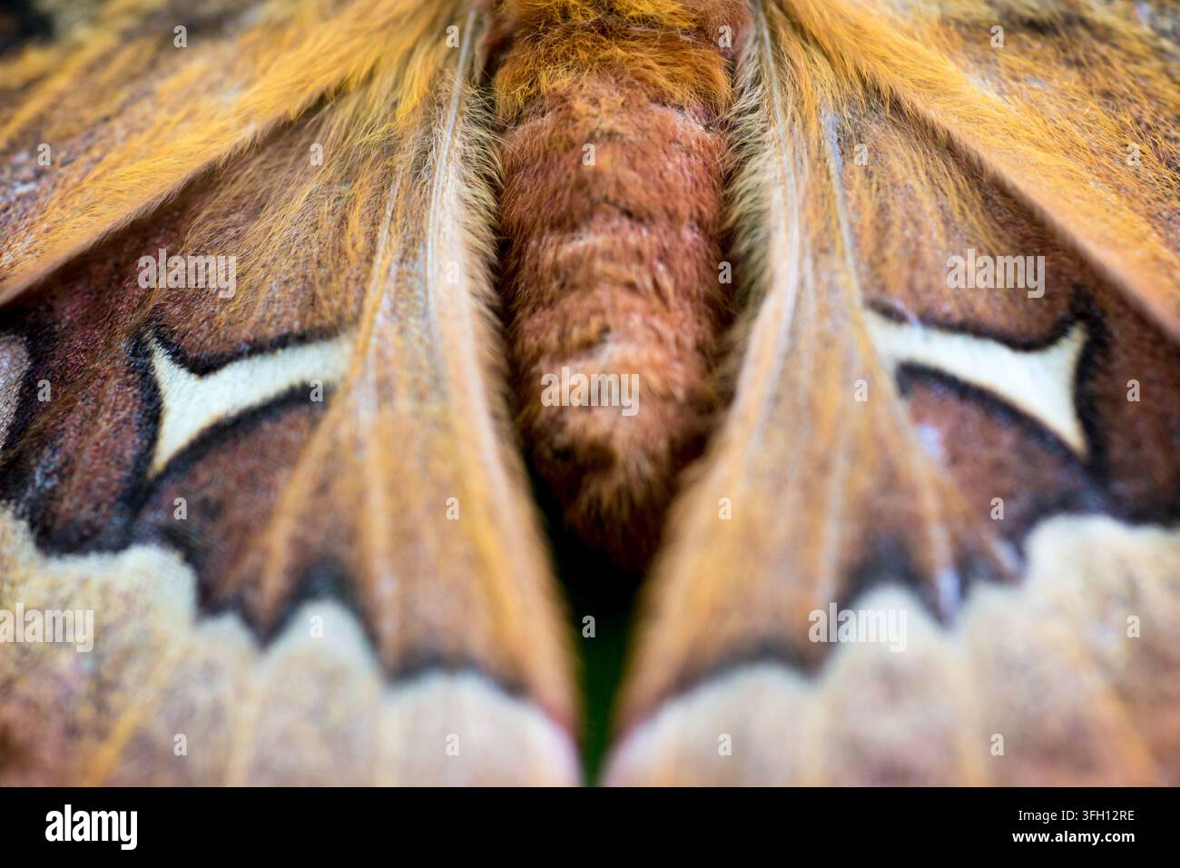 Nahaufnahme eines weiblichen Tulpenbaumseidenmuts (Callosamia angulifera) Stockfoto