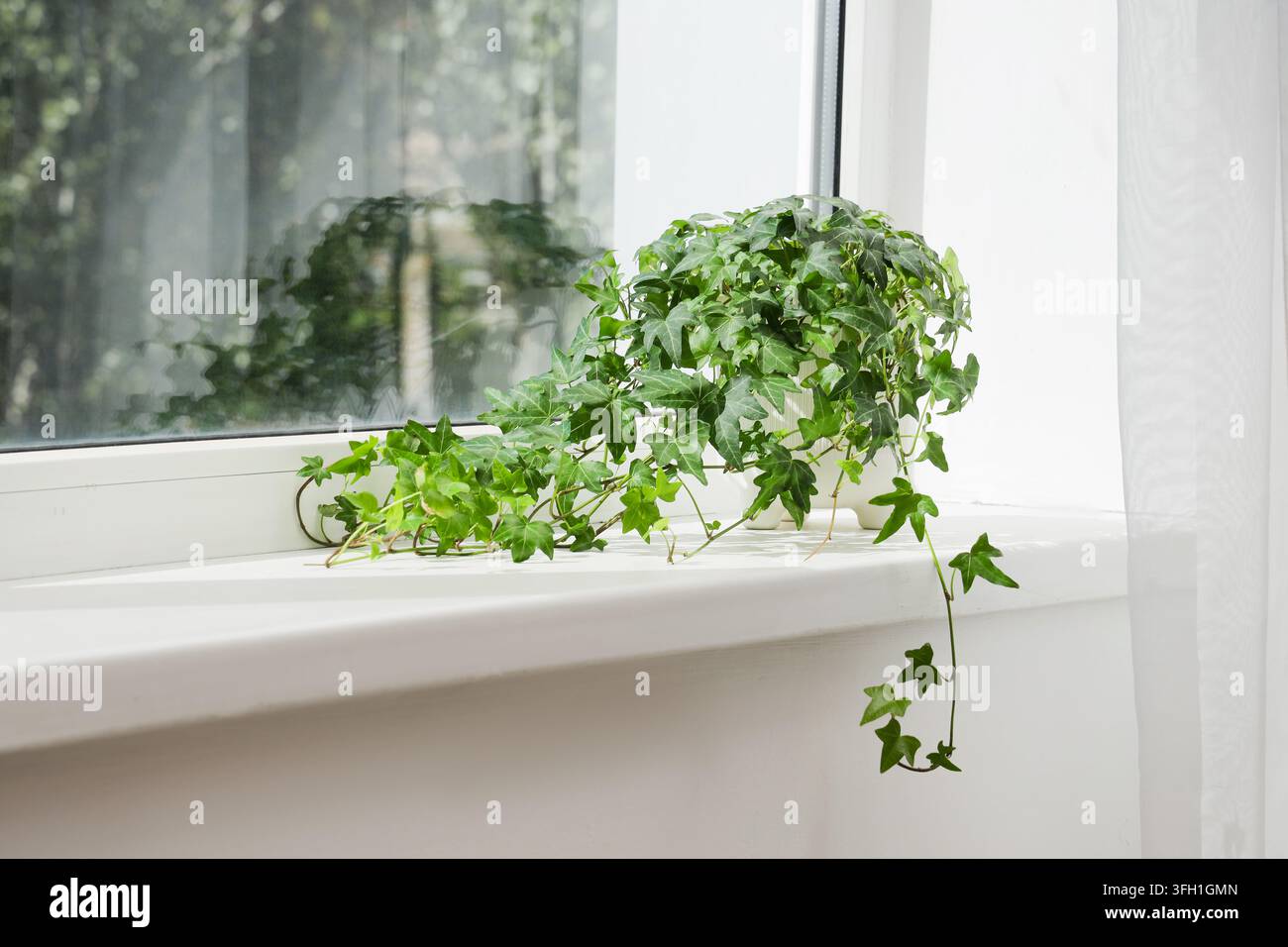 Biophiles Design und Home-Wellness, grüne Efeupflanze in einem weißen Topf auf einer sonnigen Fensterbank für Innendekoration und nachhaltige Lebensumgebung Stockfoto