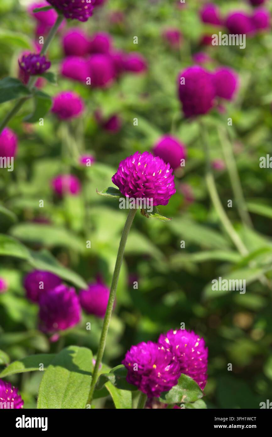 lila Globe-Amaranth-Blumen blühen im Garten Stockfoto