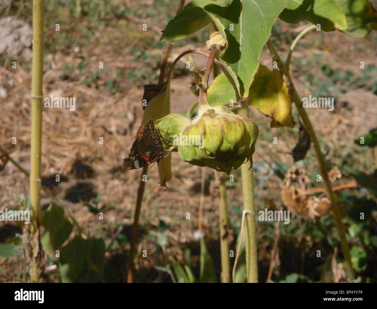 Nahaufnahme seitlich eines roten Admirals Vanessa atalanta, der auf einem verblassten Sonnenblumenkopf mit grünen Kelchblättern ruht. Stockfoto