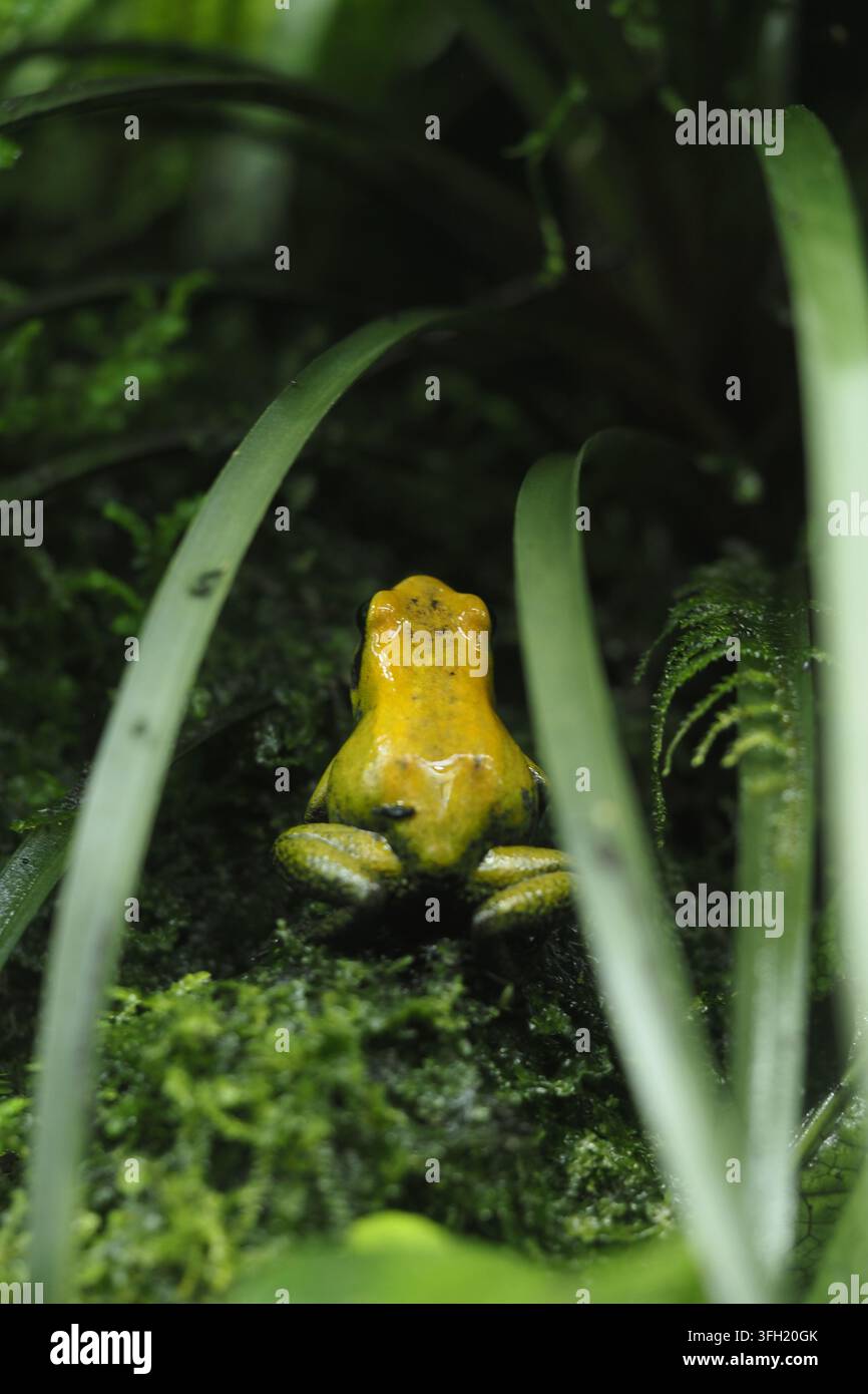 Heller gelber Frosch, der zwischen grünen Pflanzen in einer natürlichen Umgebung sitzt Stockfoto