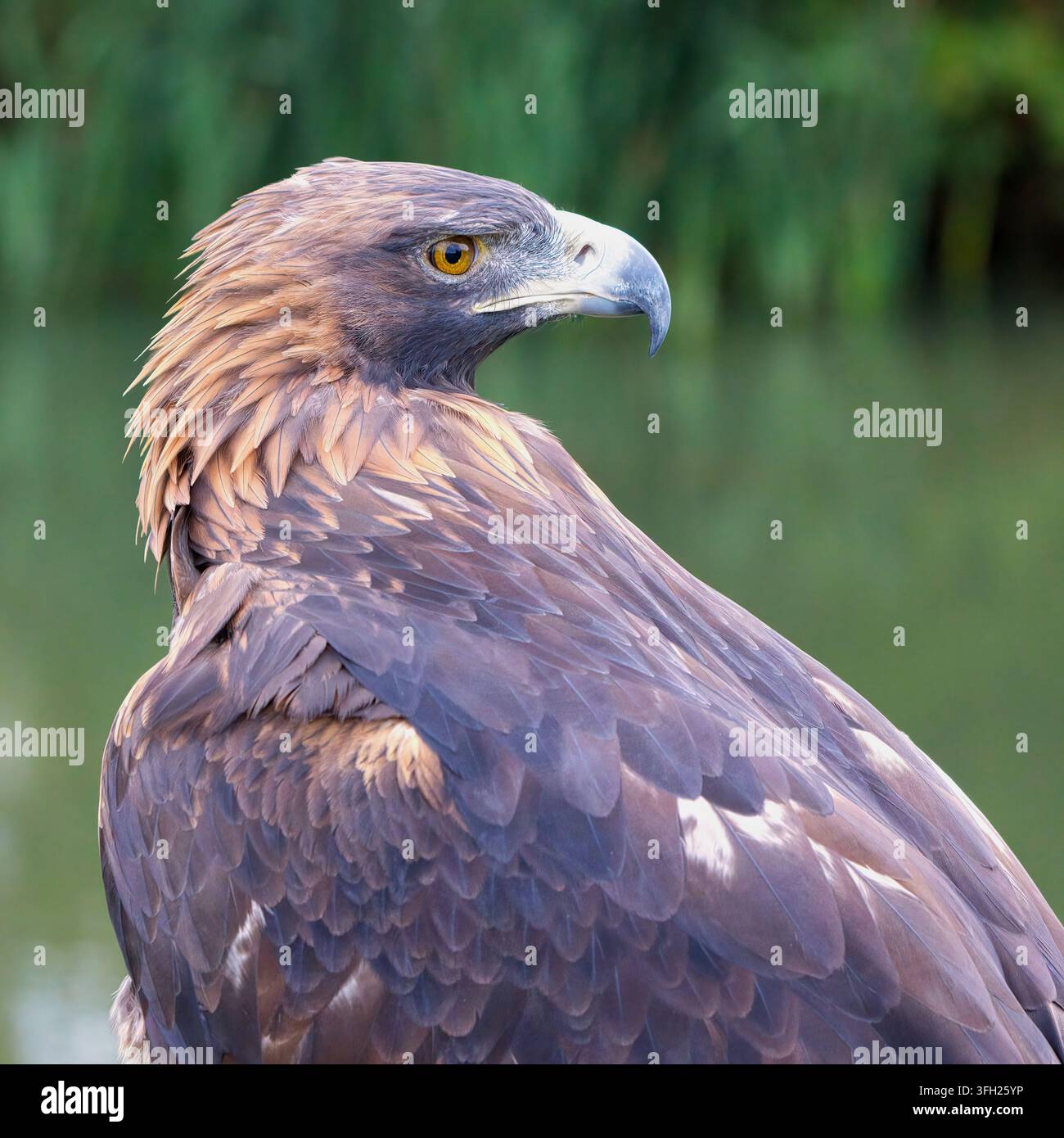 Königswolf, Aquila chrysaetos, im Profilblick, der sein ikonisches goldbraunes Gefieder, den scharfen Schnabel und die durchdringenden gelben Augen zur Schau stellt Stockfoto