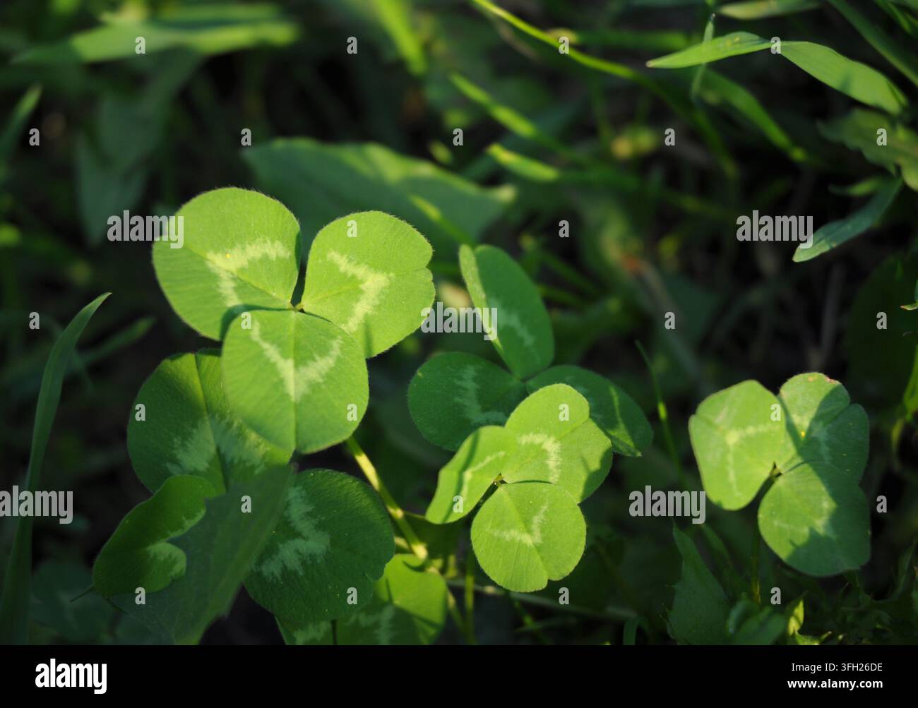Kleeblätter (Trefoile) im Sonnenlicht des Abends. Aquarell für den Saint Patrick Tag. Stockfoto