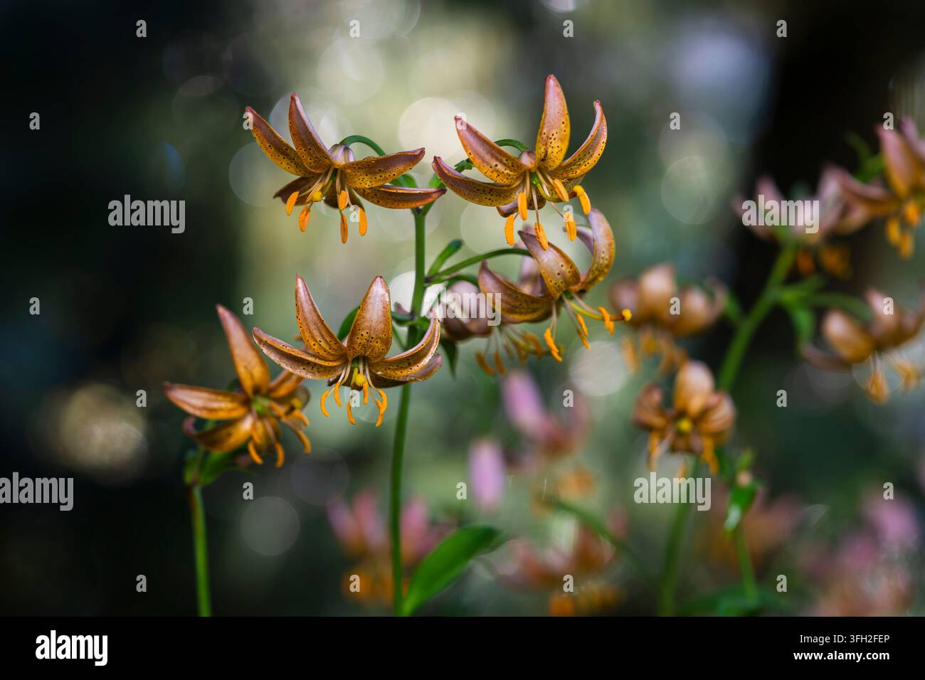 Lilium martagon, Türkenhutlilie, eine anmutige eurasische Waldlilie mit nickenden, stark zurückgebogenen orange-braunen Blüten. Stockfoto