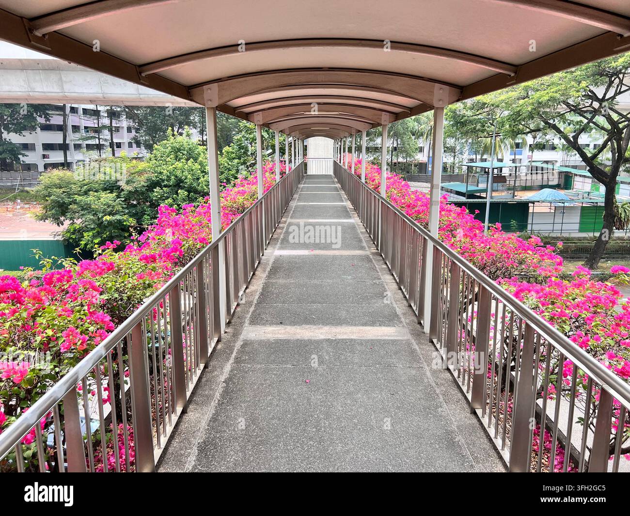 Schutzbrücke, bepflanzt mit lebhaft aussehenden Bougainvillea-Blüten, verschönert den Gehweg für ein angenehmes Erlebnis. Singapur. - Smartphone-aufgenommenes Stockfoto