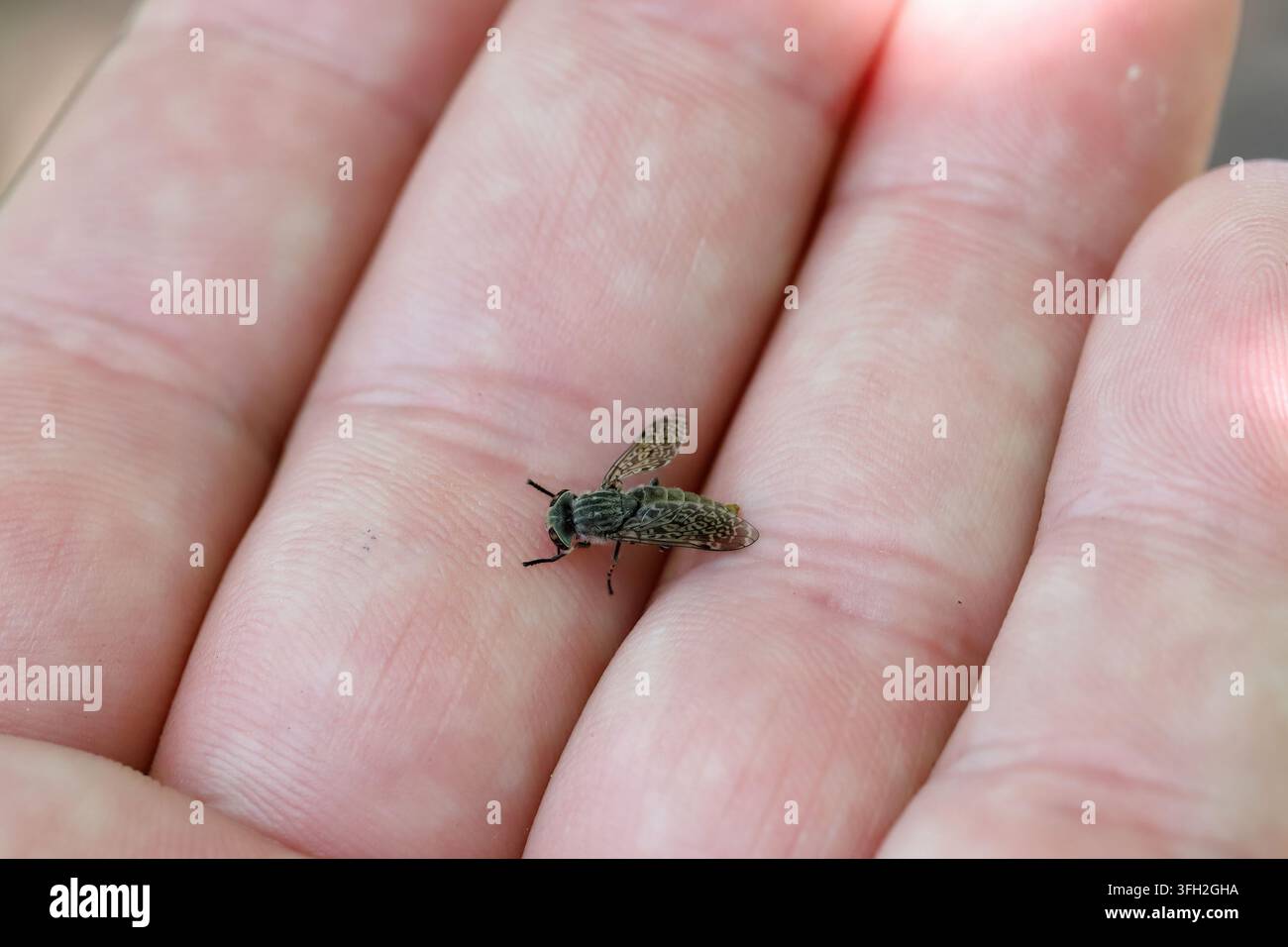 Gemeine Pferdemücke, Haematopota pluvialis, Weibchen. Getötet, liegt auf der Hand. Stockfoto