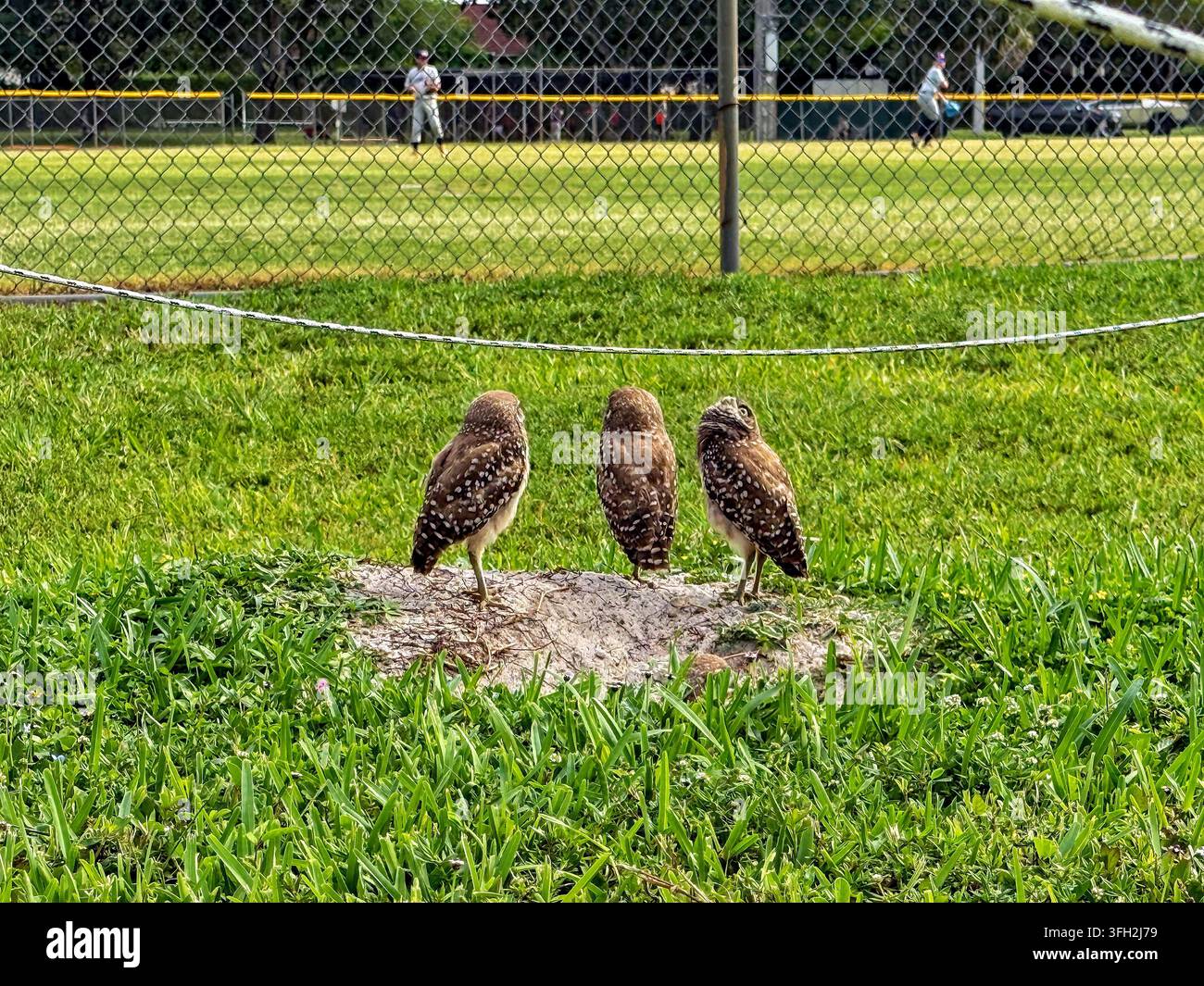 Ansicht von drei Ziegenmelkern, die auf einem sandigen Fleck in einem Grasfeld in der Nähe eines Baseballplatzes in Florida, Vereinigte Staaten, stehen. Stockfoto