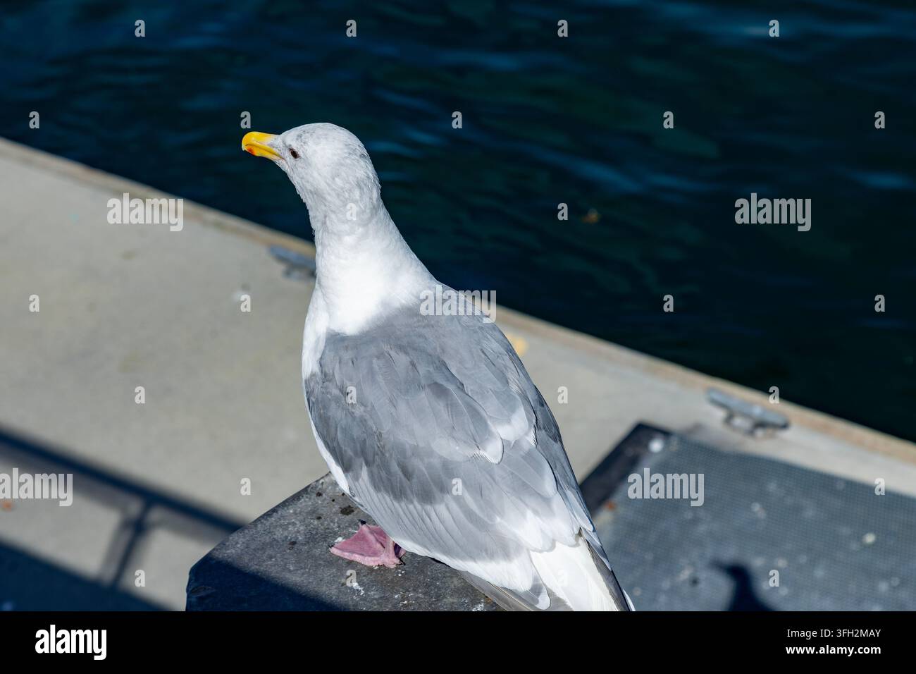 Eine einsame Möwe mit grauer und weißer Befiederung ruht nahe dem Wasser, Granville Island, Aquabus-Fährhafen, Vancouver, BC, Kanada Stockfoto