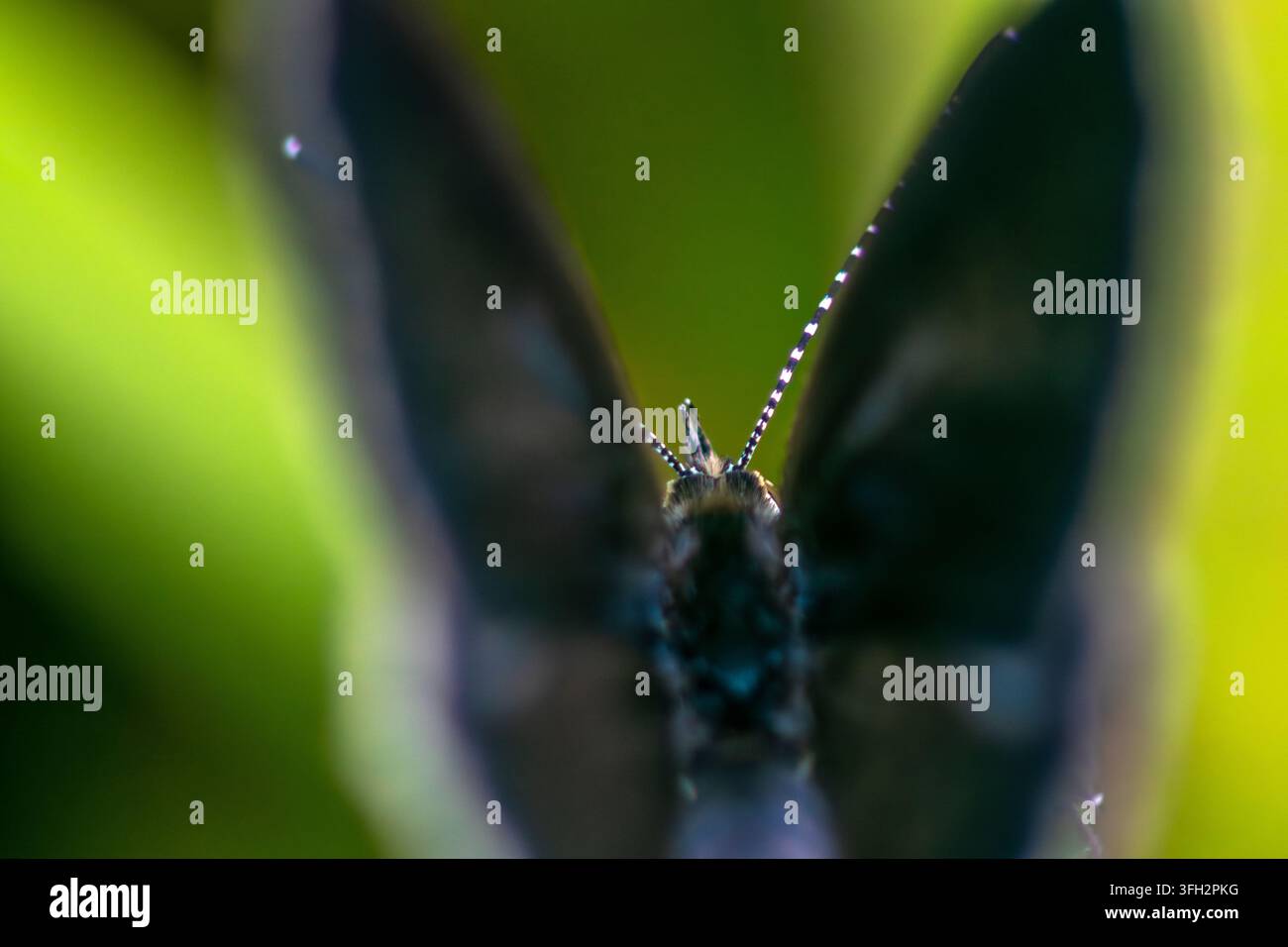 Dunkler Schmetterling ruht mit gefalteten Flügeln auf einem Stiel Stockfoto