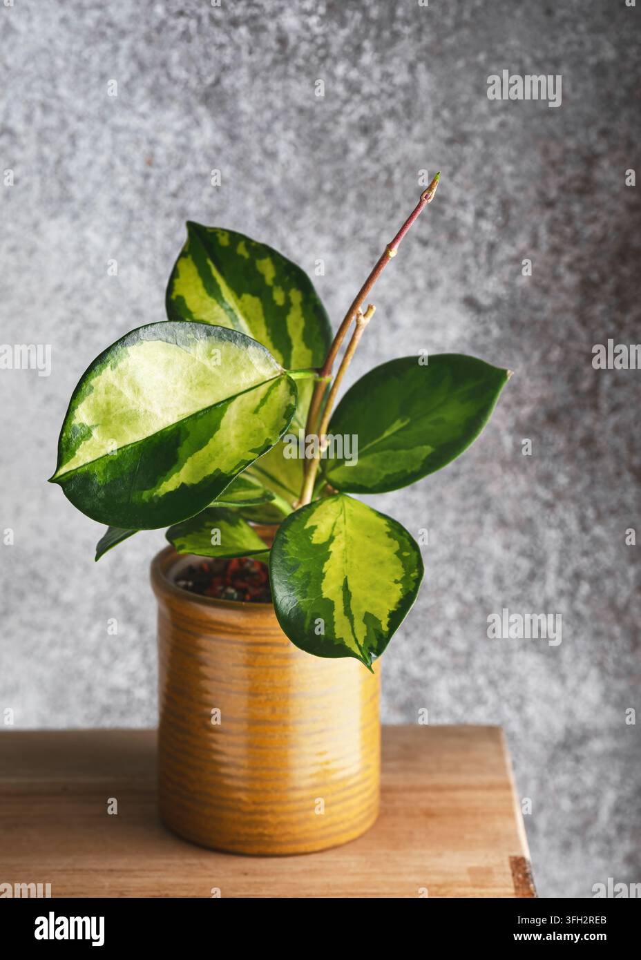 Schöne gesprenkelte Hoya australis 'Lisa' Wachspflanze. Zeigt farbenfrohes gelbes, cremefarbenes und grünes Laub mit auffälligen rosa Akzenten. Stockfoto