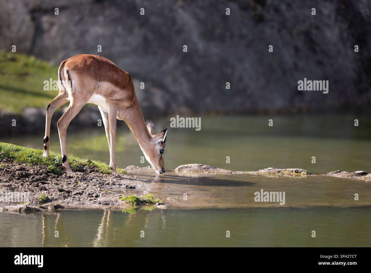 Impala, jung trinkend Stockfoto