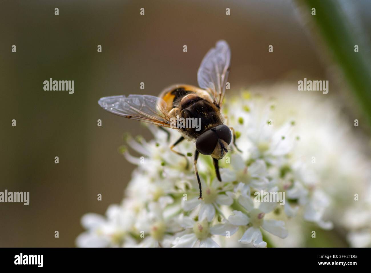 Schwebfliege (Ordnung Diptera) am Double Lock (Exeter Ship Canal), Devon, UK Stockfoto