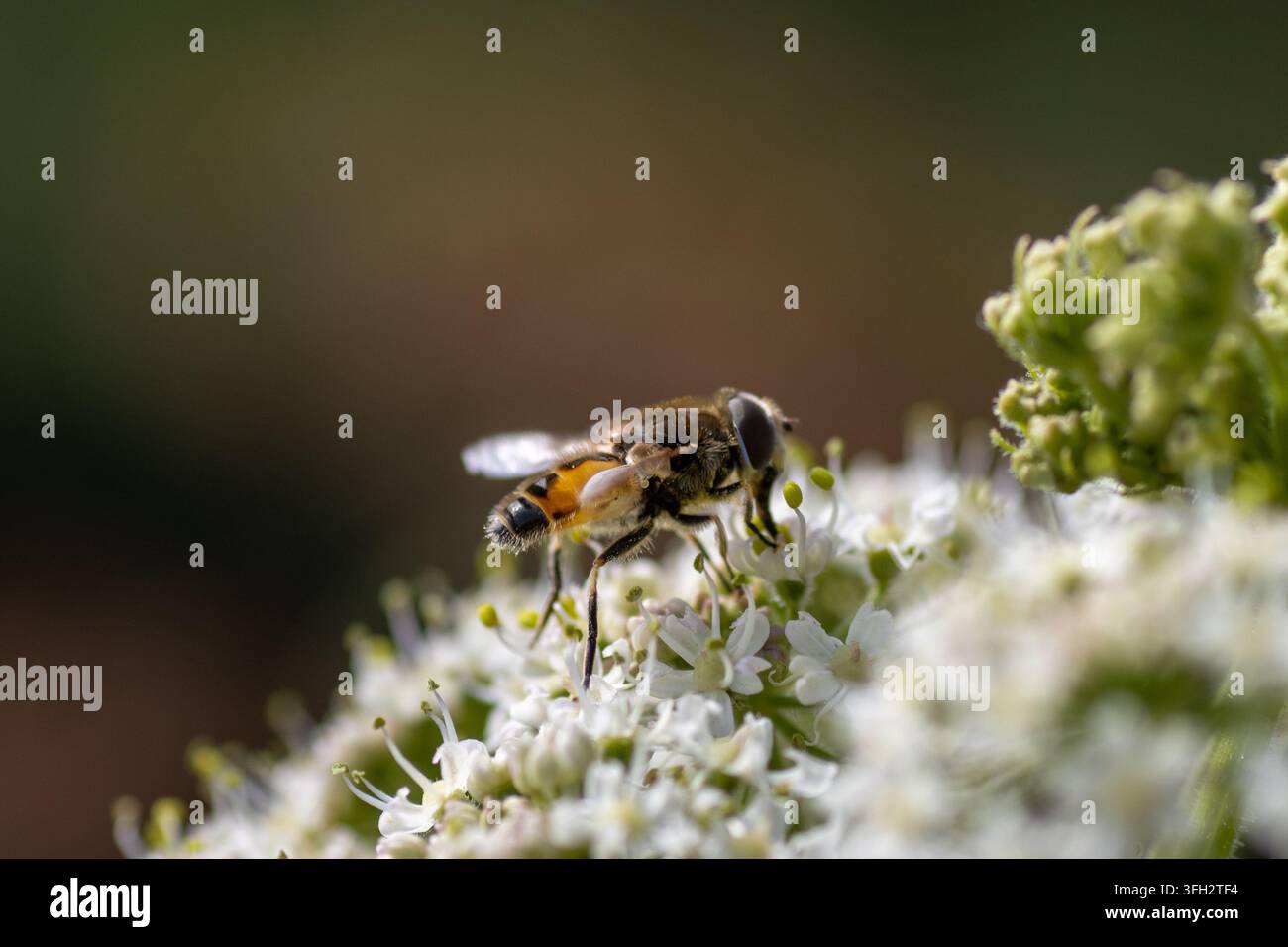 Schwebfliege (Ordnung Diptera) am Double Lock (Exeter Ship Canal), Devon, UK Stockfoto