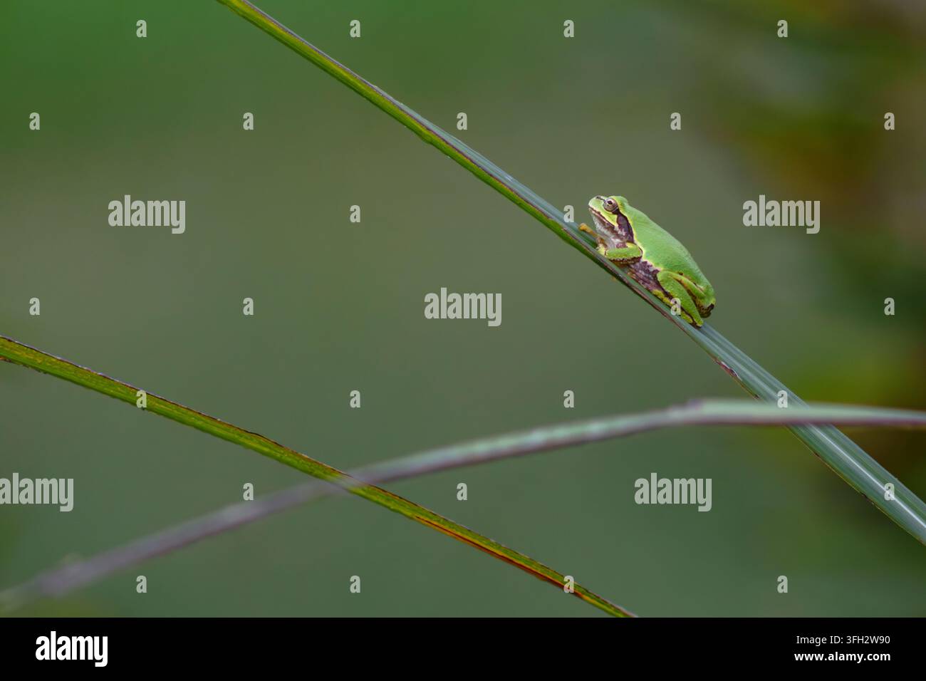 Grüner Baumfrosch ruht auf einem schlanken Grashalm Stockfoto