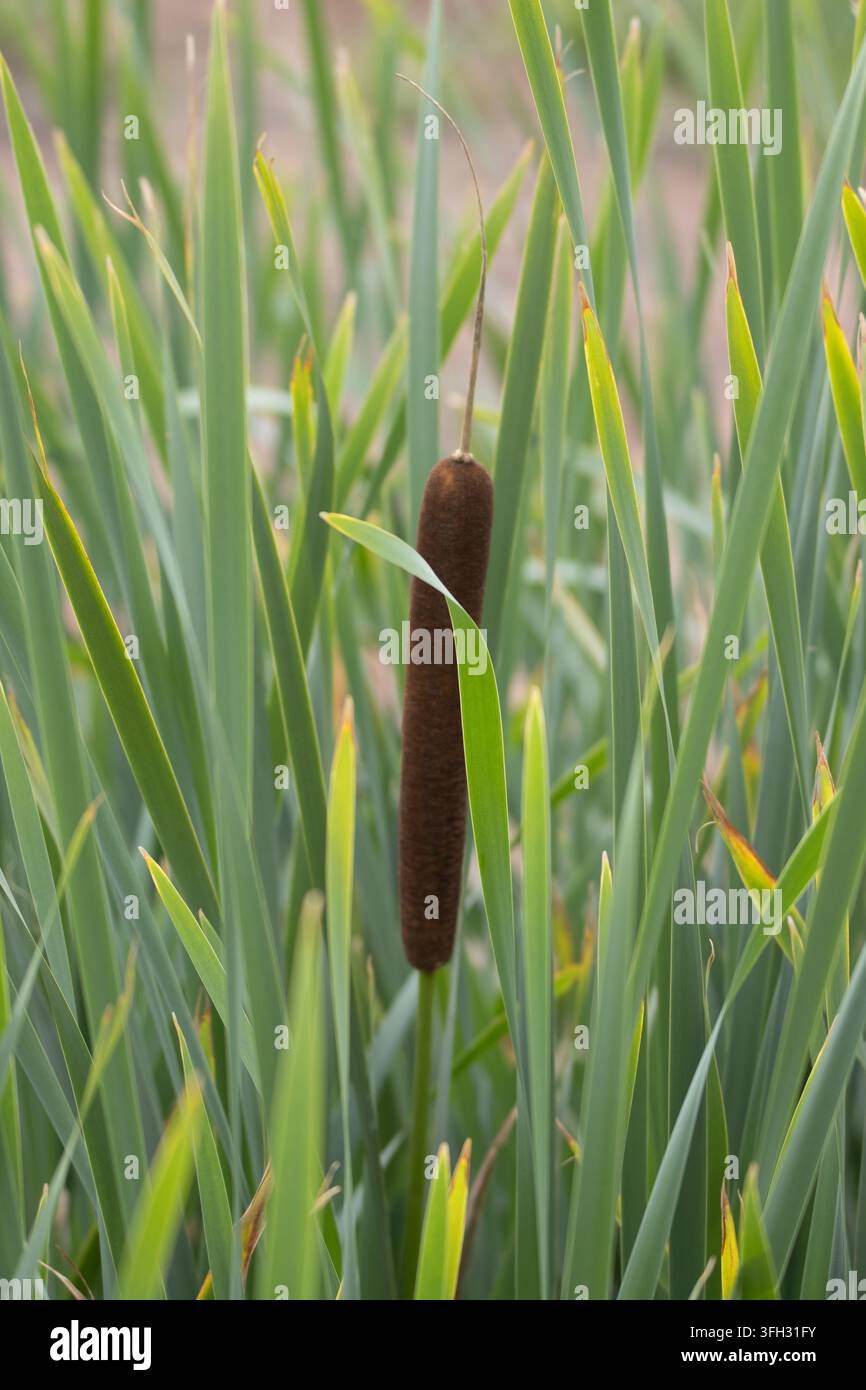 Breitblättriger Rohrkolben oder Großer Rohrkolben oder Gewöhnlicher Rohrkolben (Typha latifolia) in Stone Meadow, Cranbrook, Devon, UK Stockfoto