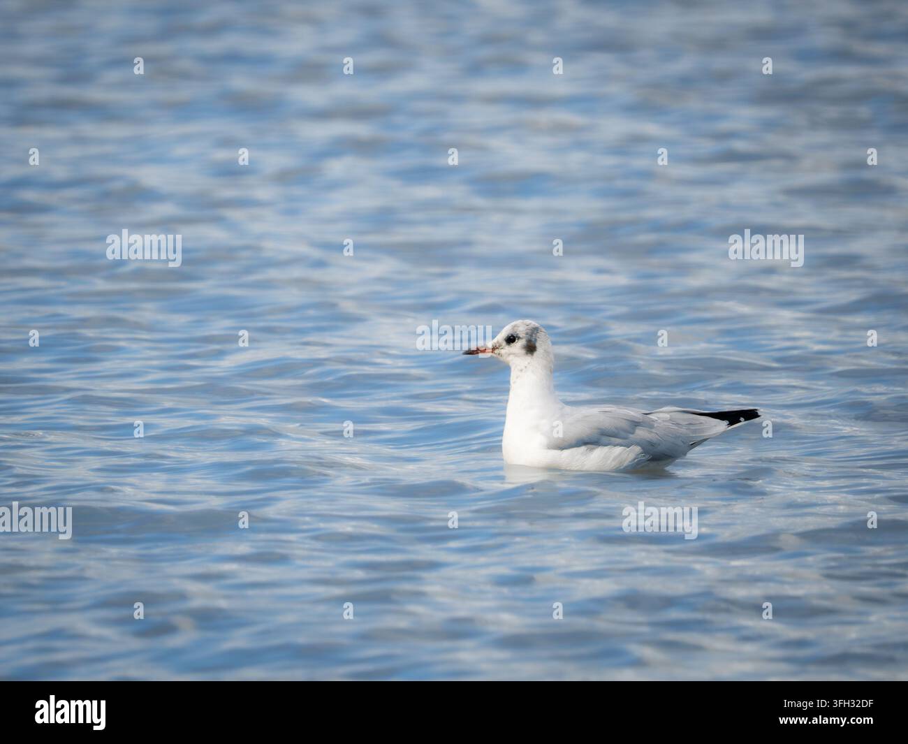 Schwarzkopfmöwe schwimmend, Übergangsgefieder, Gravesend, Kent, UK. Stockfoto