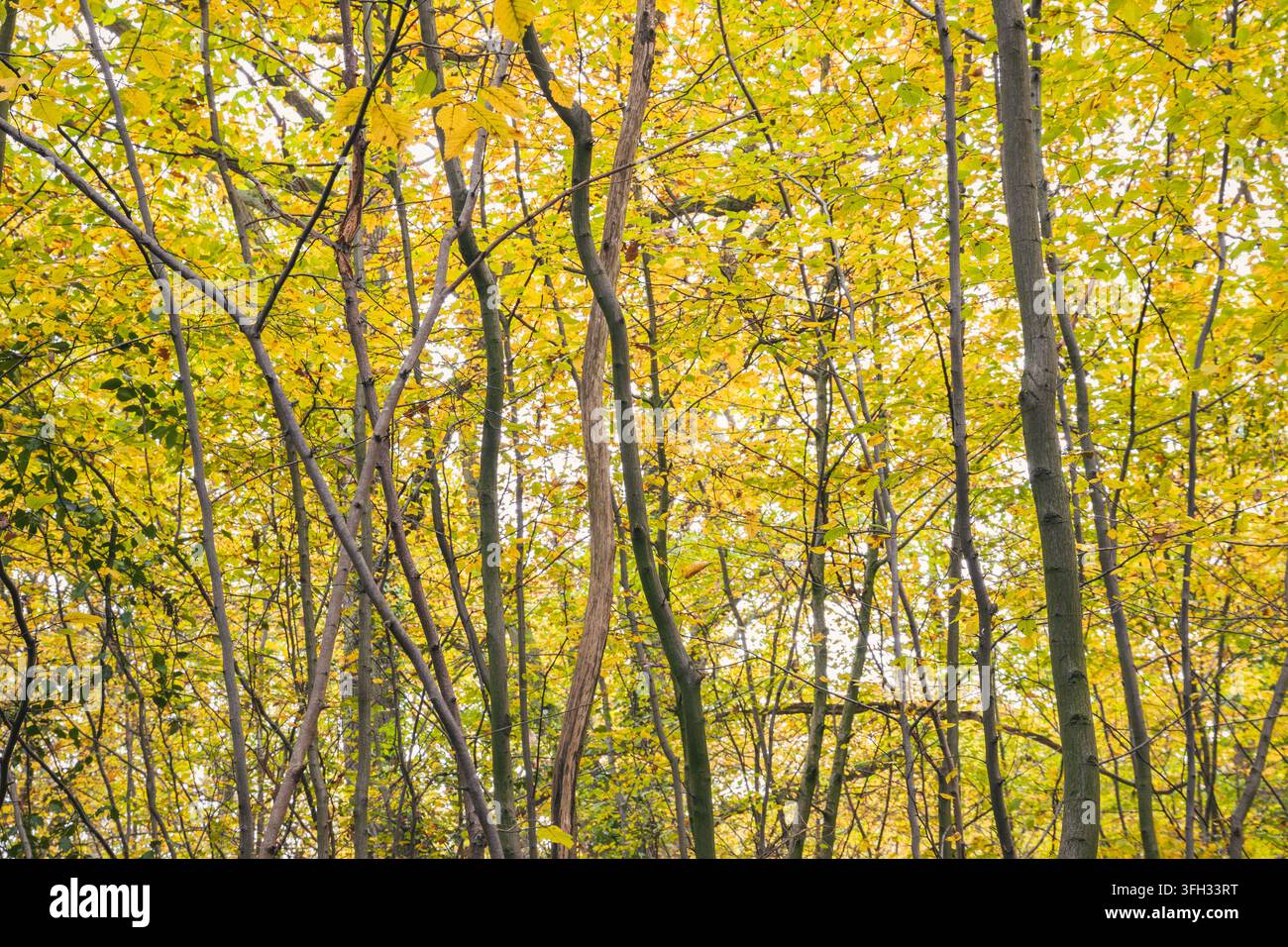 Schöne Herbstbäume in Highgate Wood im Norden Londons, UK Stockfoto