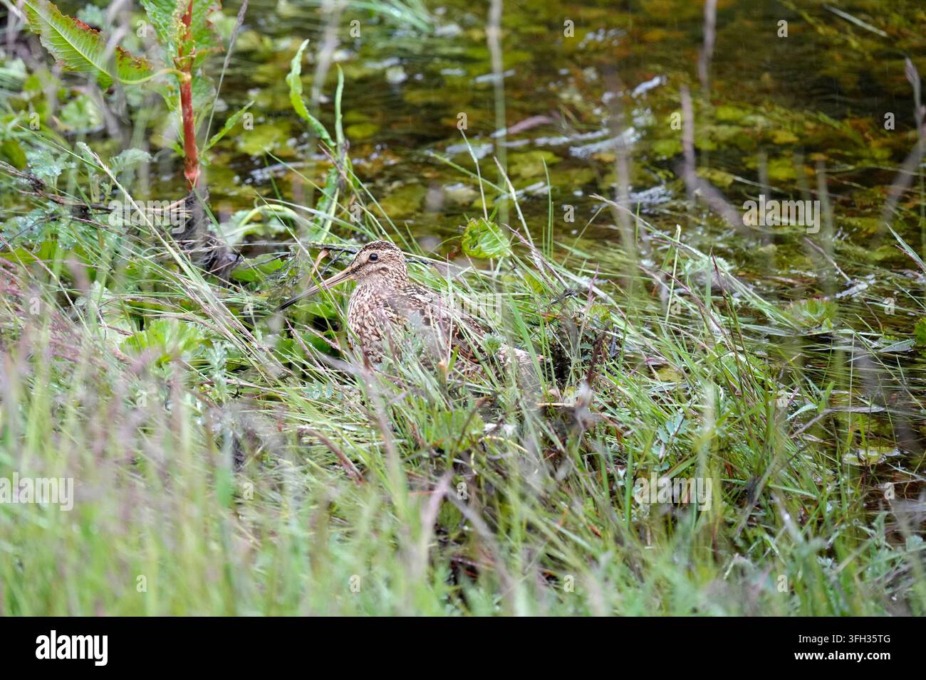 Eine gut getarnte Schnepfe versteckt sich unter dichtem Sumpfgras und Vegetation am Rand eines Feuchtgebiets in Feuerland. Stockfoto