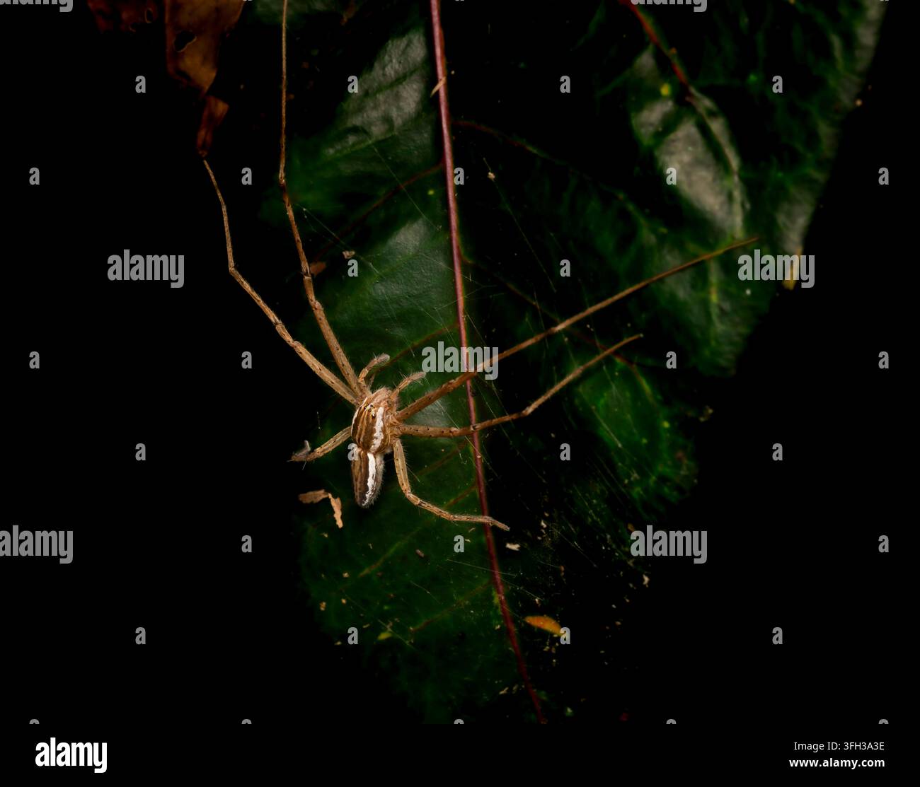 Langbeinige Spinne ruht auf dunklem grünem Blatt Stockfoto