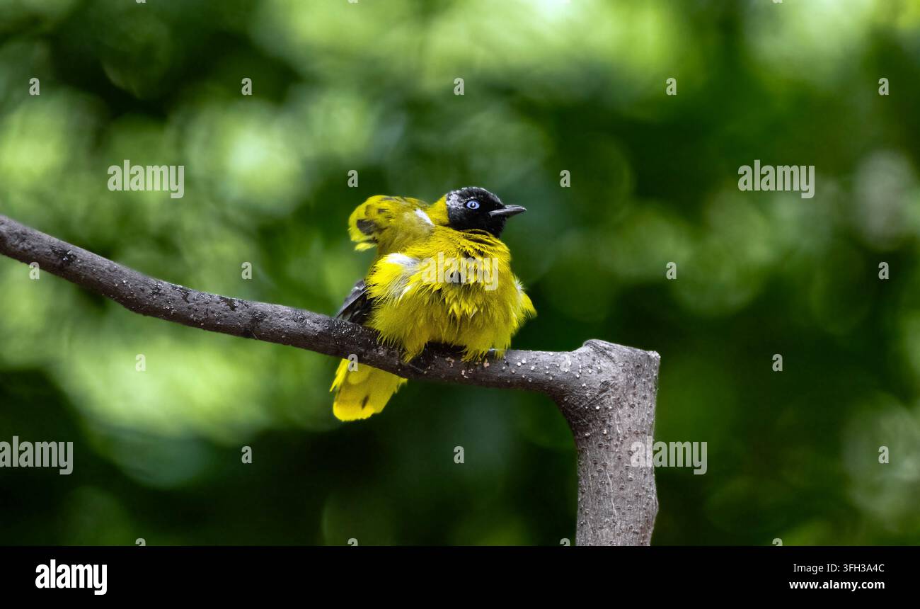 Jugendlicher Orientalischer Magpie-Robin auf sonnigem Baumstumpf Stockfoto