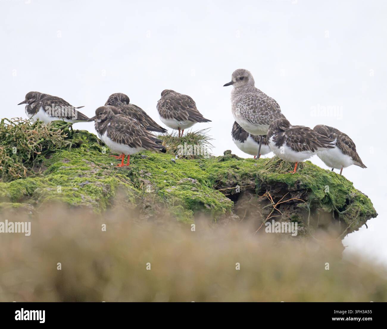 Graupiepler Pluvialis squatarola steht mit Strandläufern Arenaria Interpres auf Mersea Island Essex Stockfoto