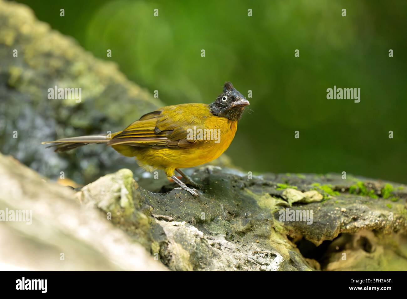 Schwarzhauben-Bulbul auf moosigem Waldstein stehend Stockfoto